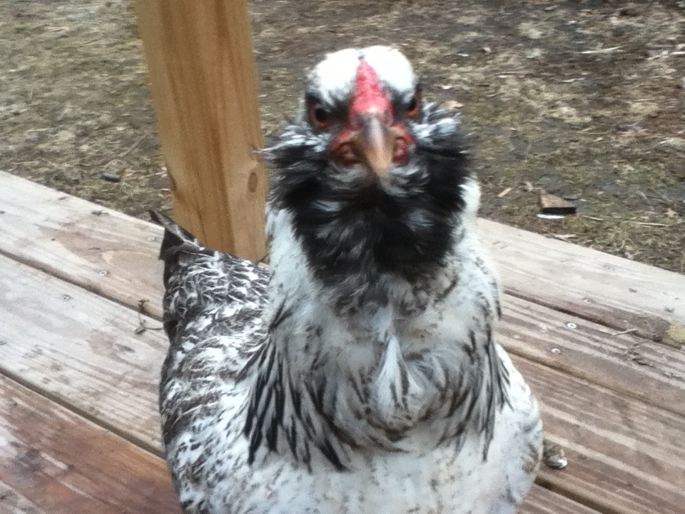 Americauna pullet