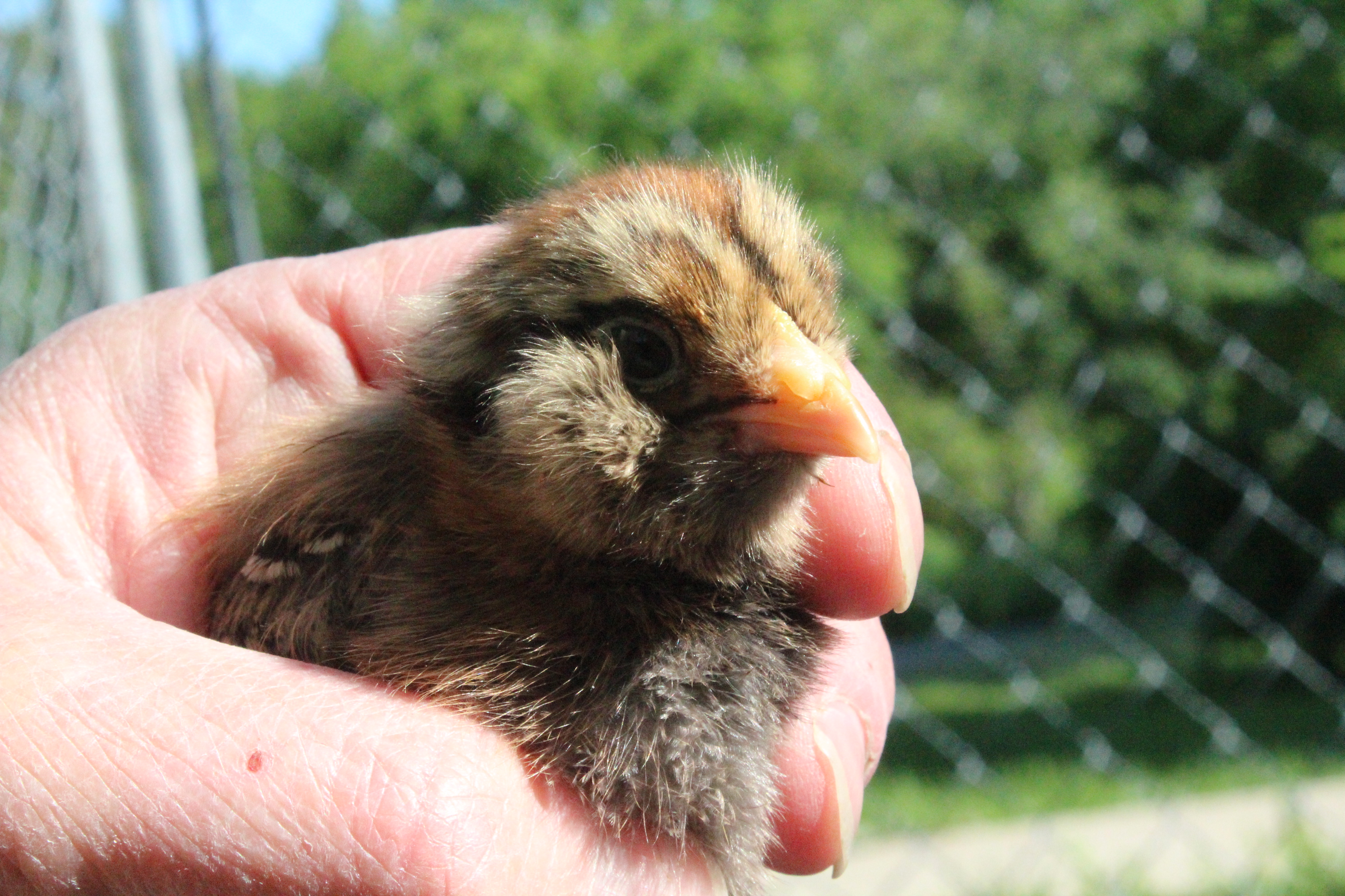 Americauna, Ruby. Love those chubby cheeks