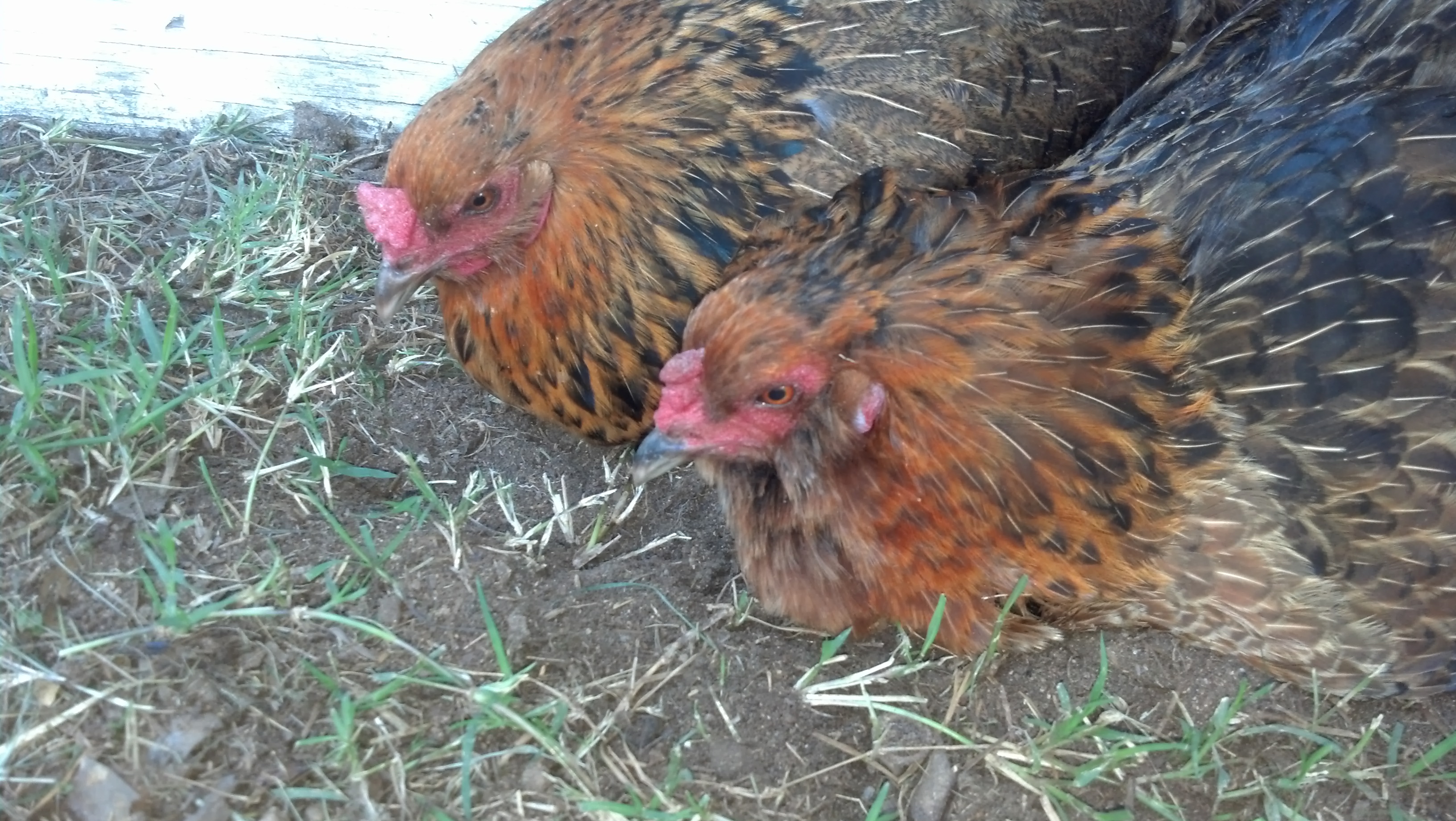 Americauna

These old girls are having a good dust bath and rest time.  They have given us plenty of beautiful light green eggs until last fall.