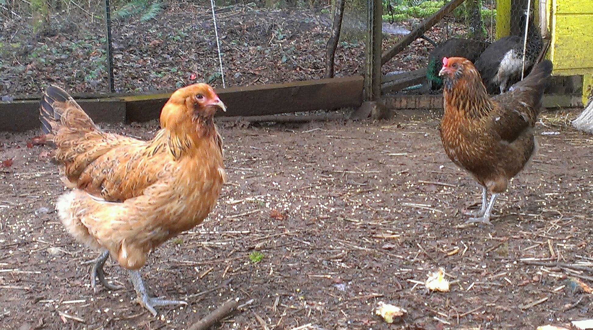 Americaunas I sold.