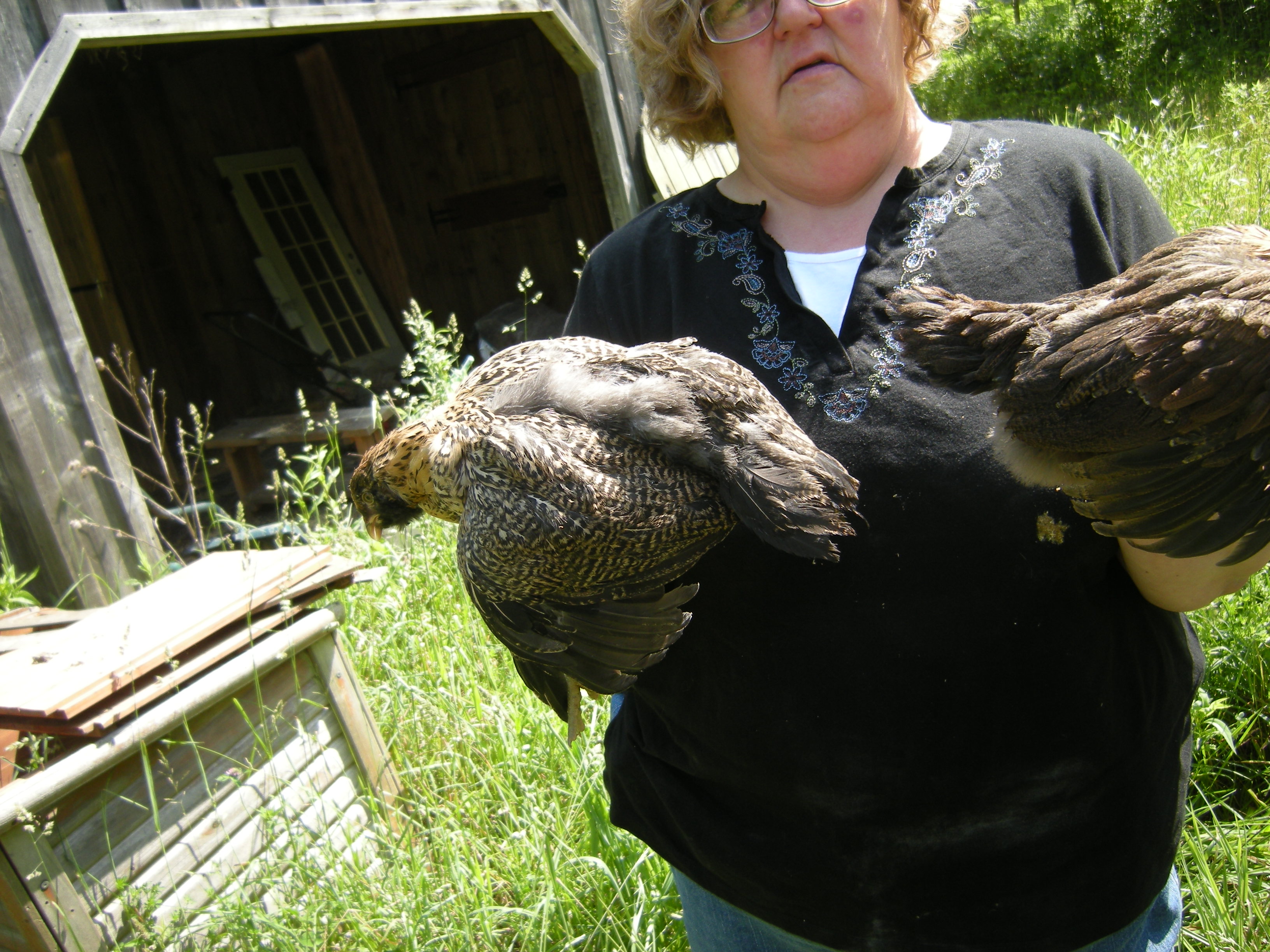 Americauner hen, 6 weeks