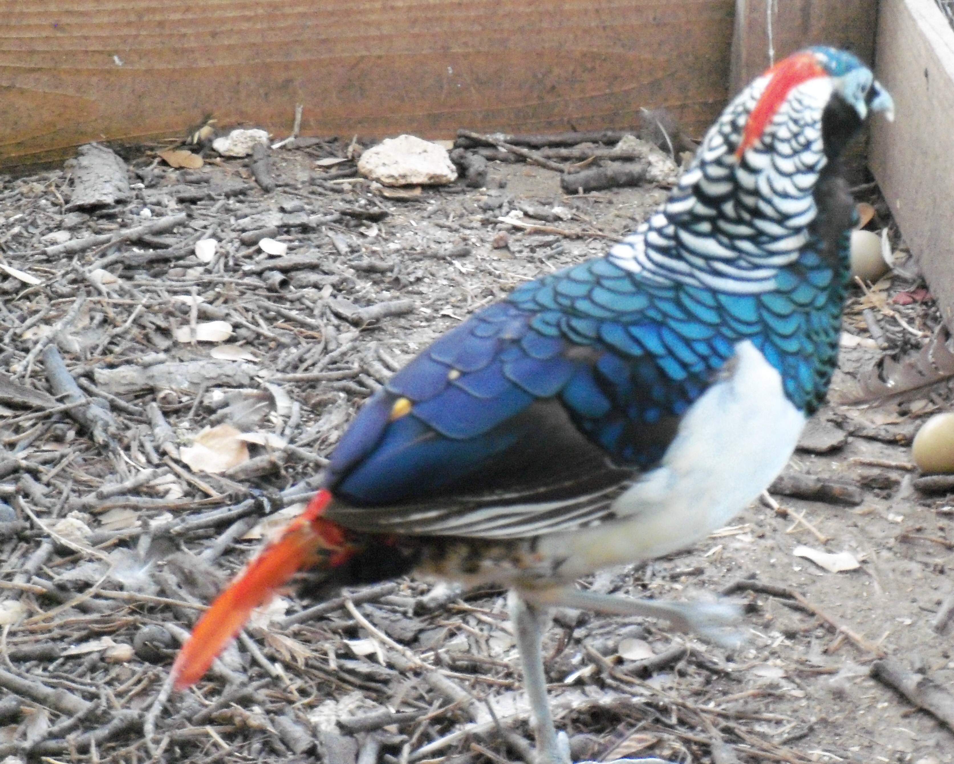Amherst molting