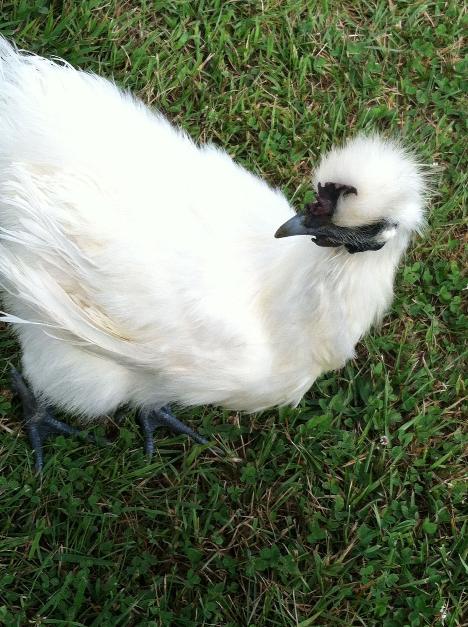Amigo (our silky rooster)