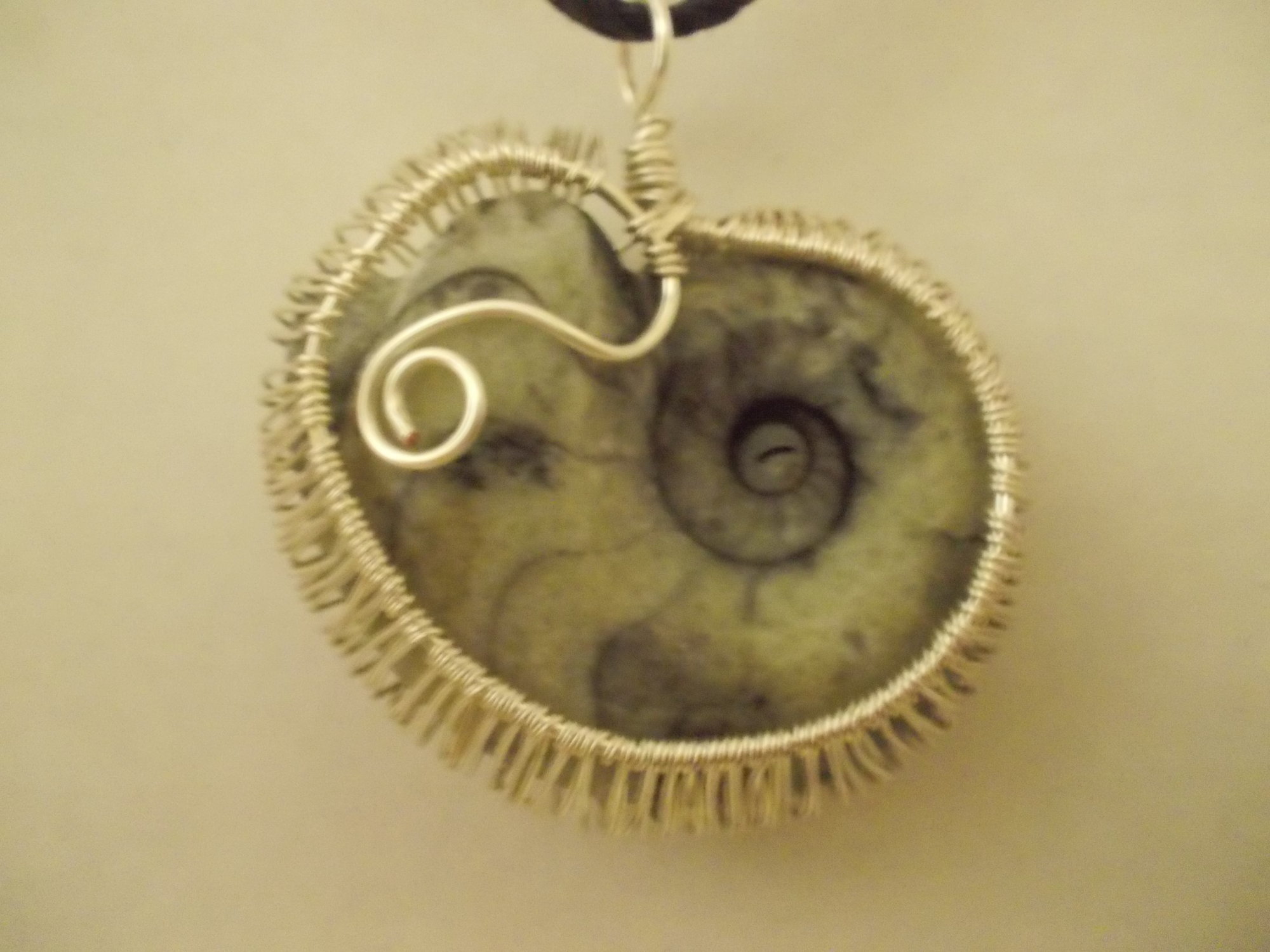 Ammonite back