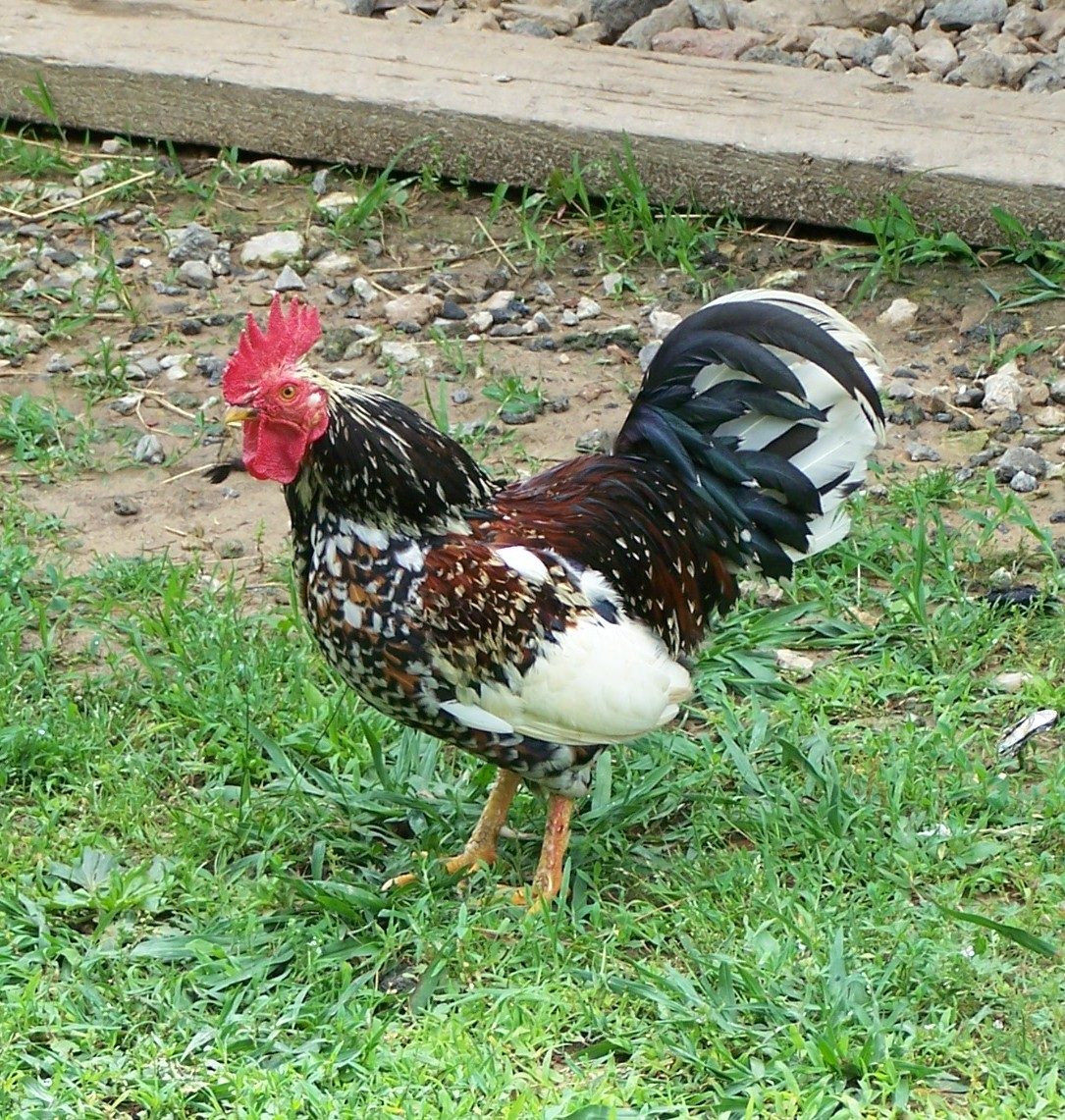 Amos - pic taken 06/06/13
