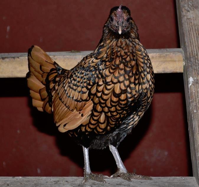 Amy the golden Sebright