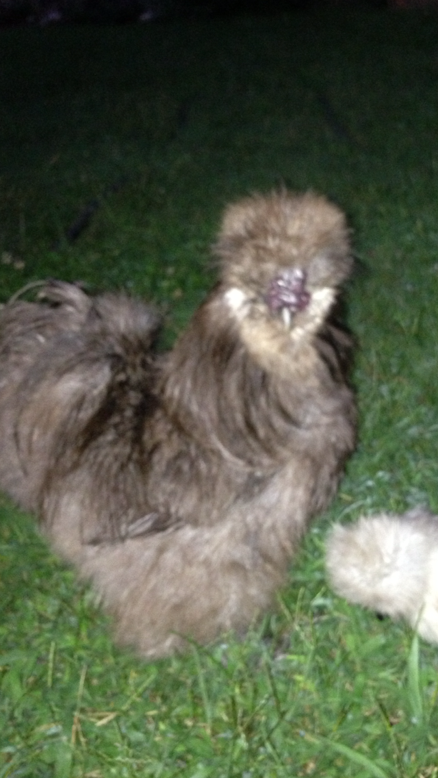 An also gentle Blue Silkie Roo who is VERY sweet with chicks.