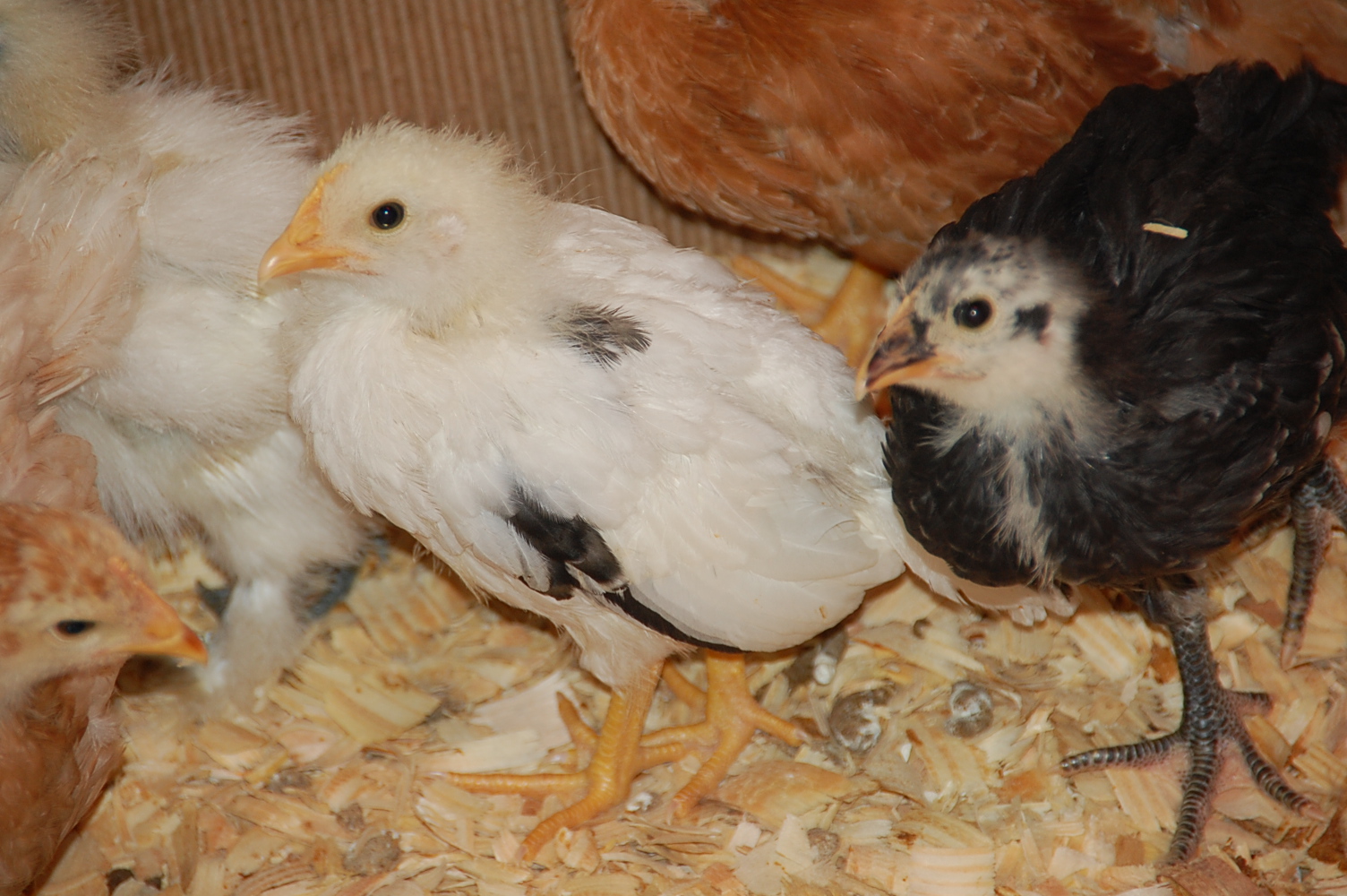 An Australorp, and a Cali Leghorn
