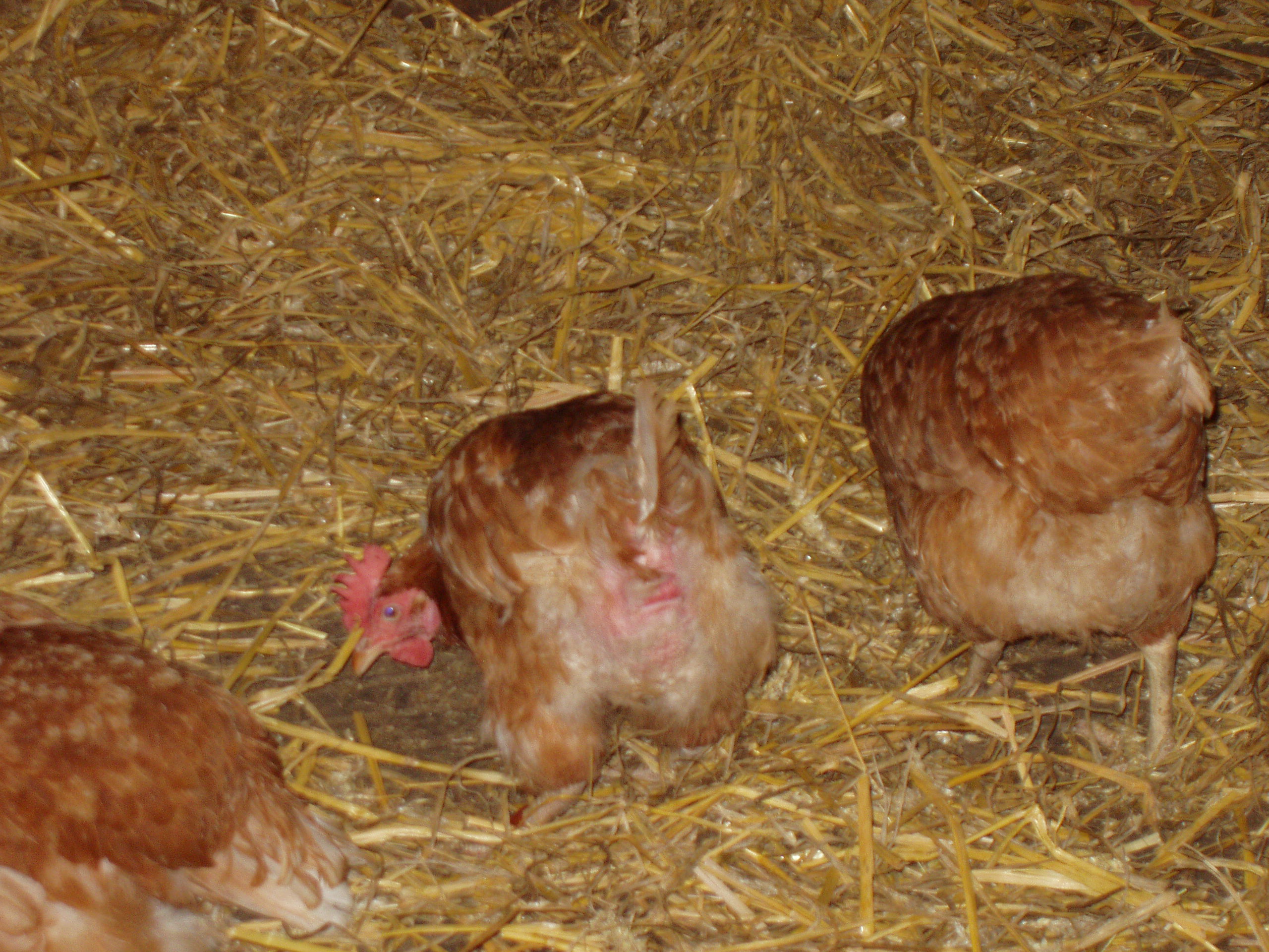 an earlier pic of posh and peck when i just got wellie (welsummer) from my neighbour.