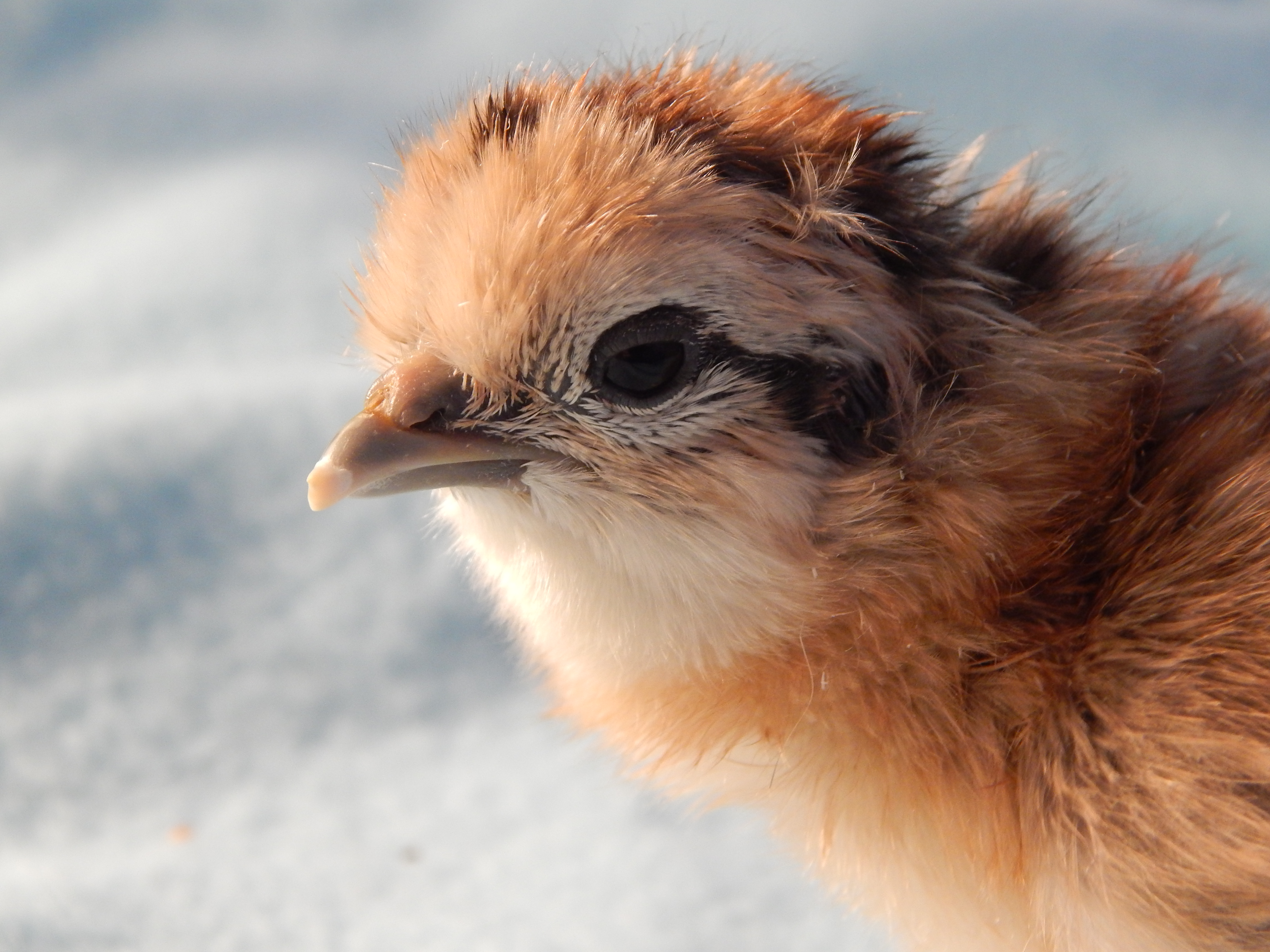An EE/silkie cross