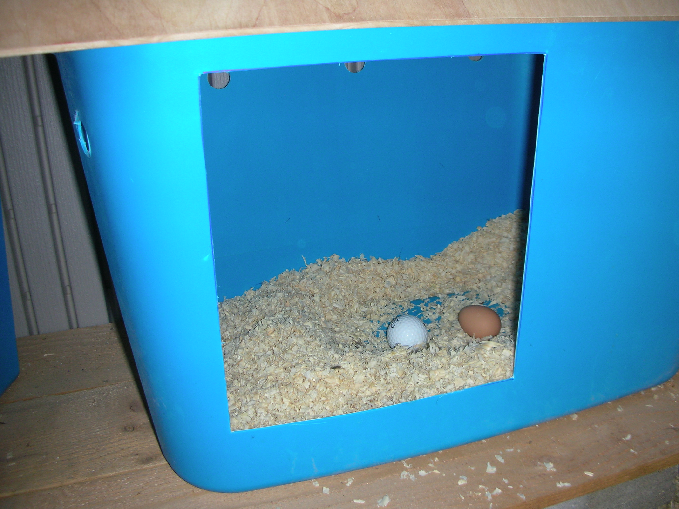 An egg! An egg! My first layer always lays hers in this first nest box...love that!