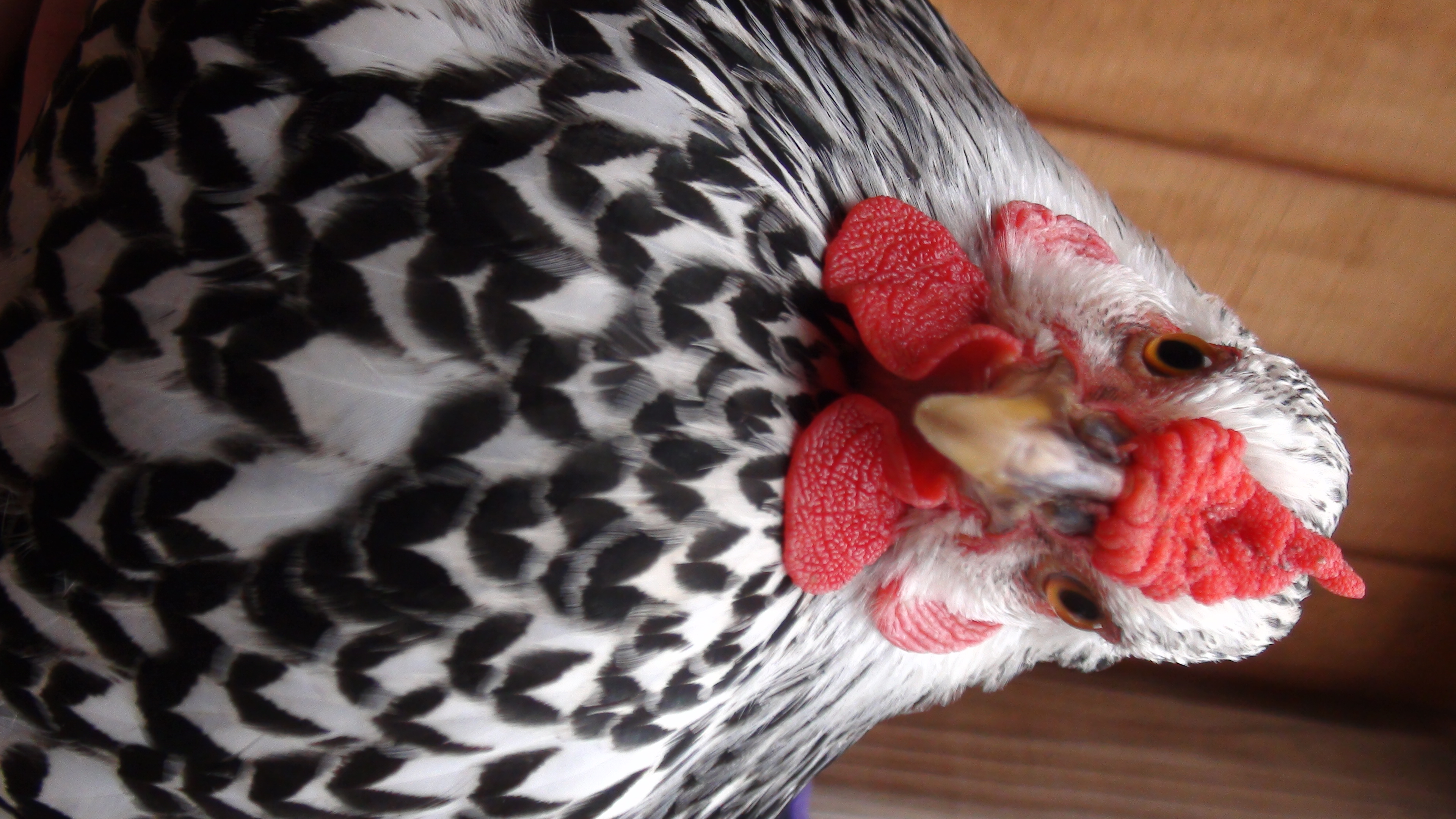 An interesting shot of "kiwi", a silver laced wyandote.
