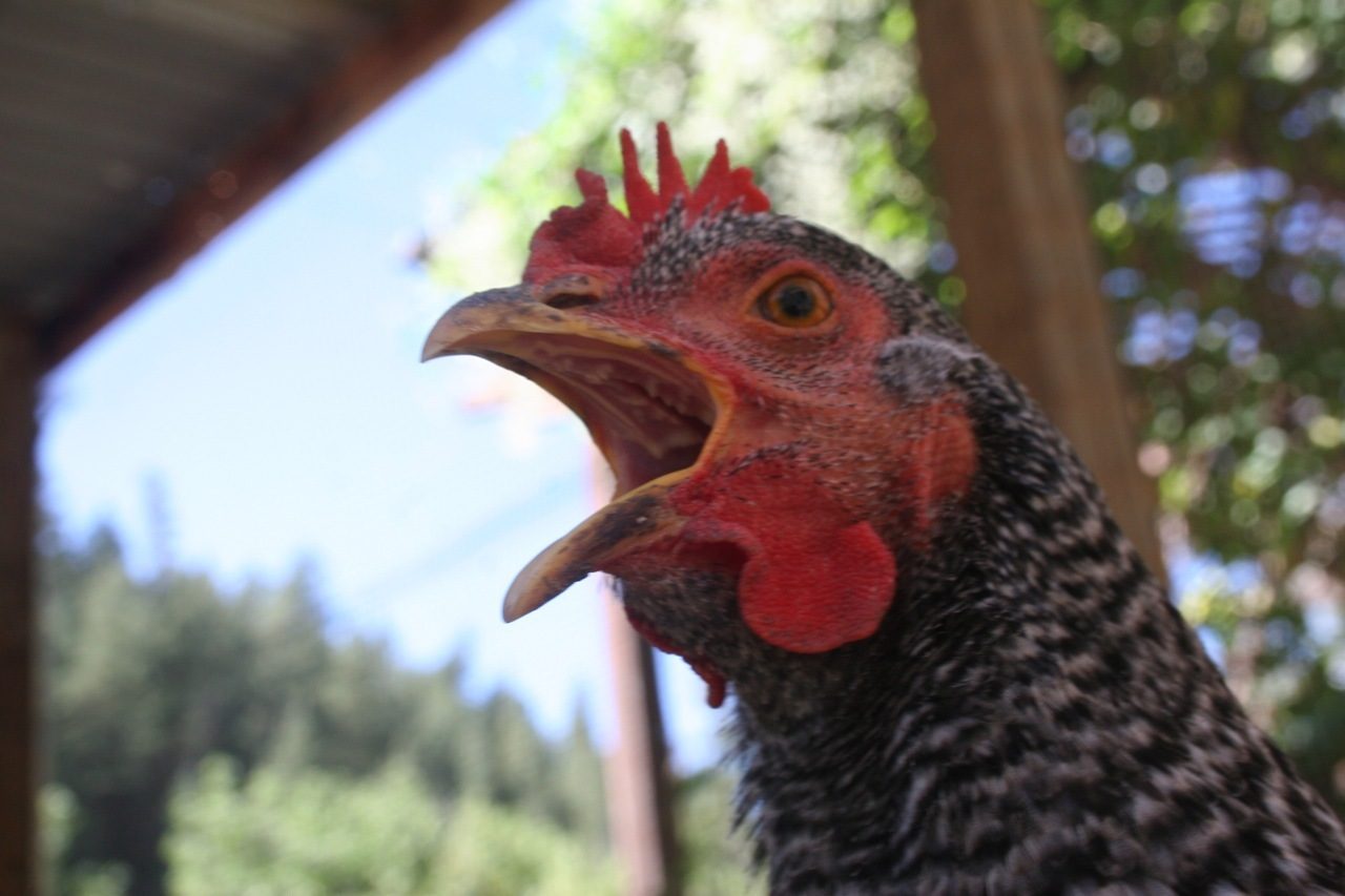 An interesting view of the inside-top of a chicken's mouth.