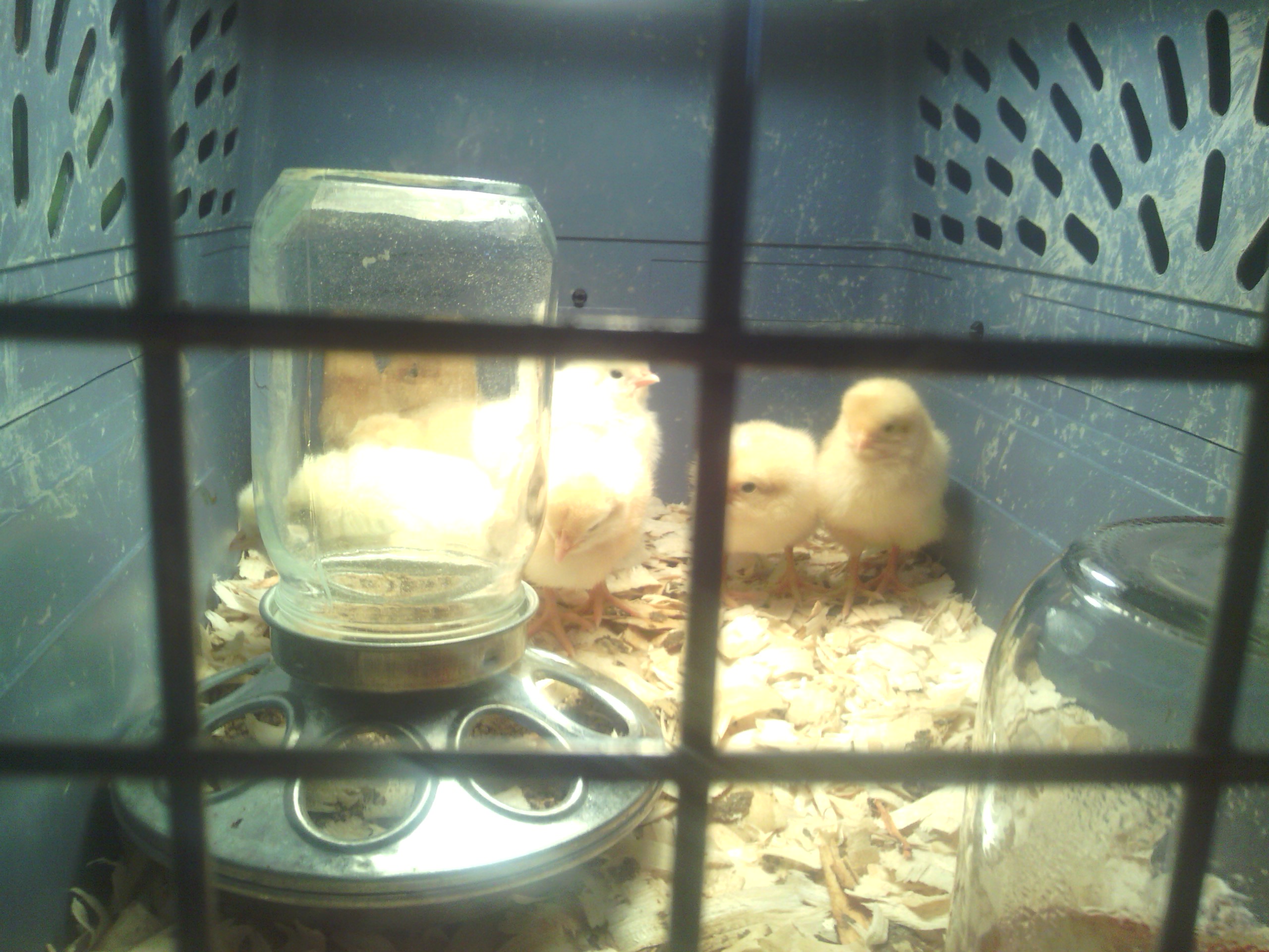 An old cat carrier worked great when they were tiny.