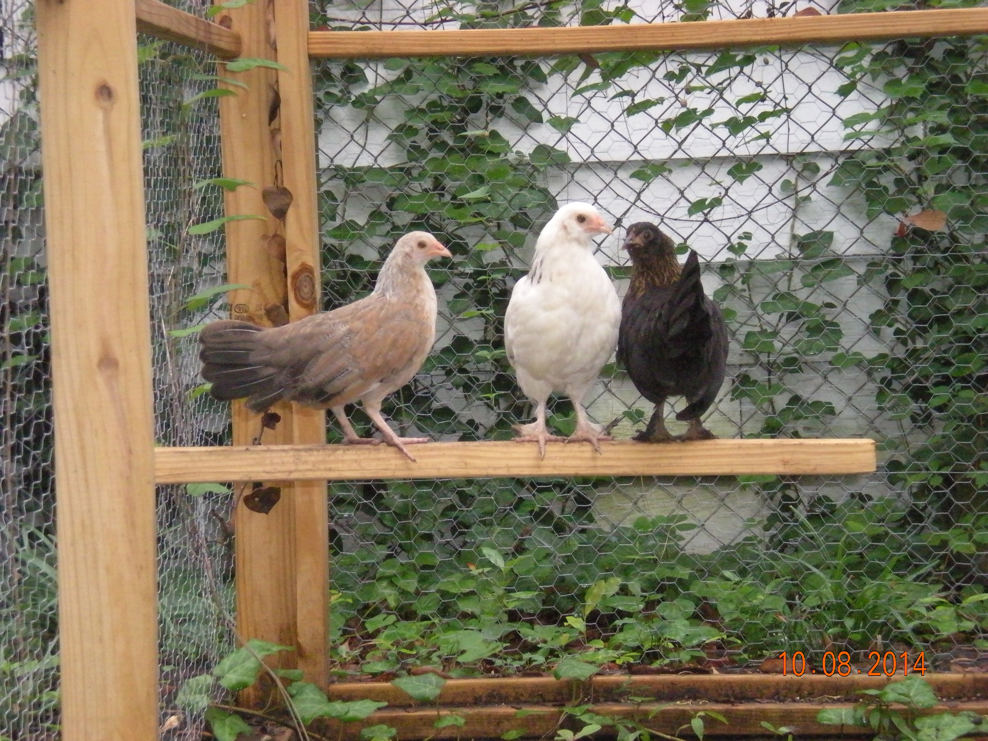 An outside roost, they seem to like sleeping outside when it is hot