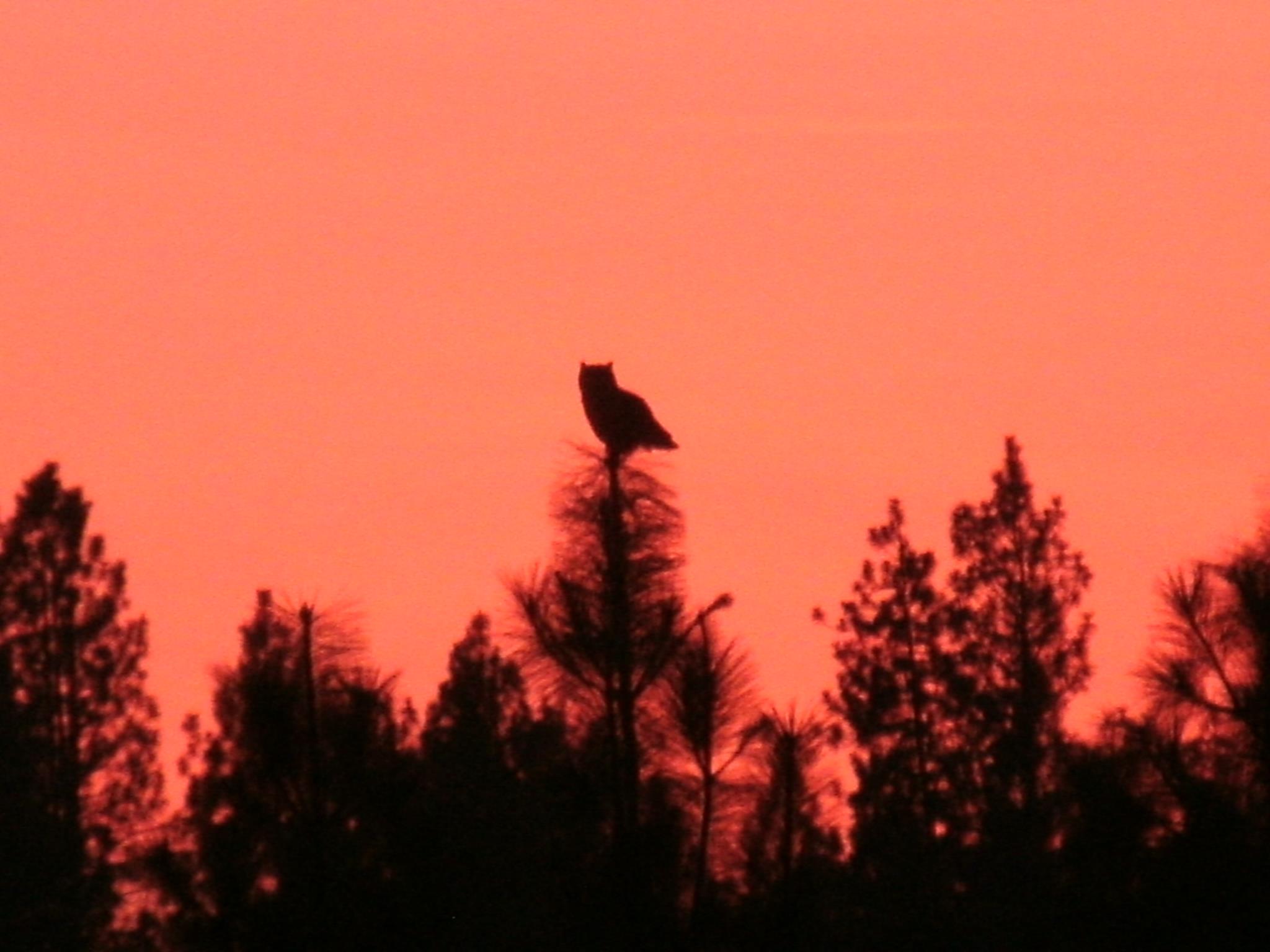 An owl in the top of a tree as the sun goes down