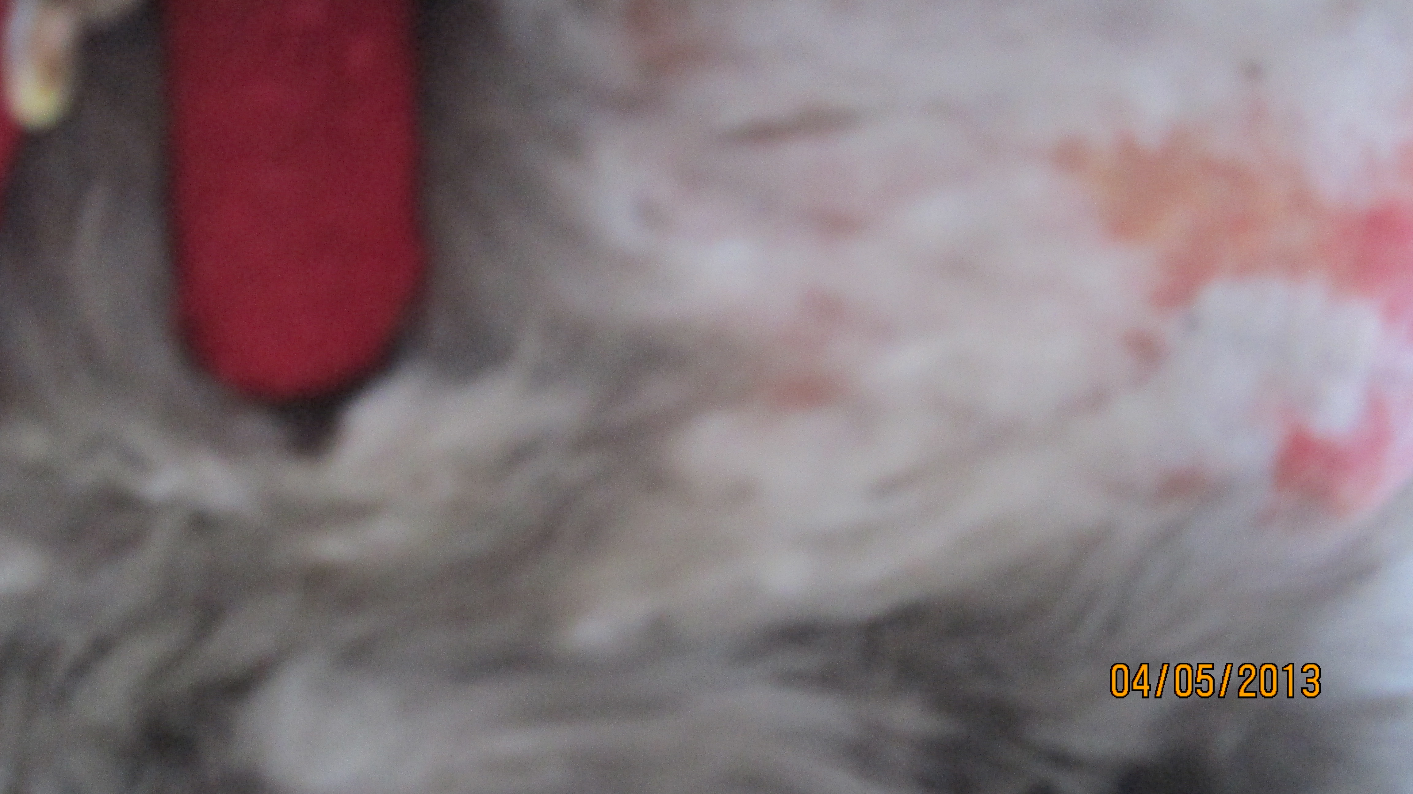 an up-close of her stomach. feathers naturally white :(