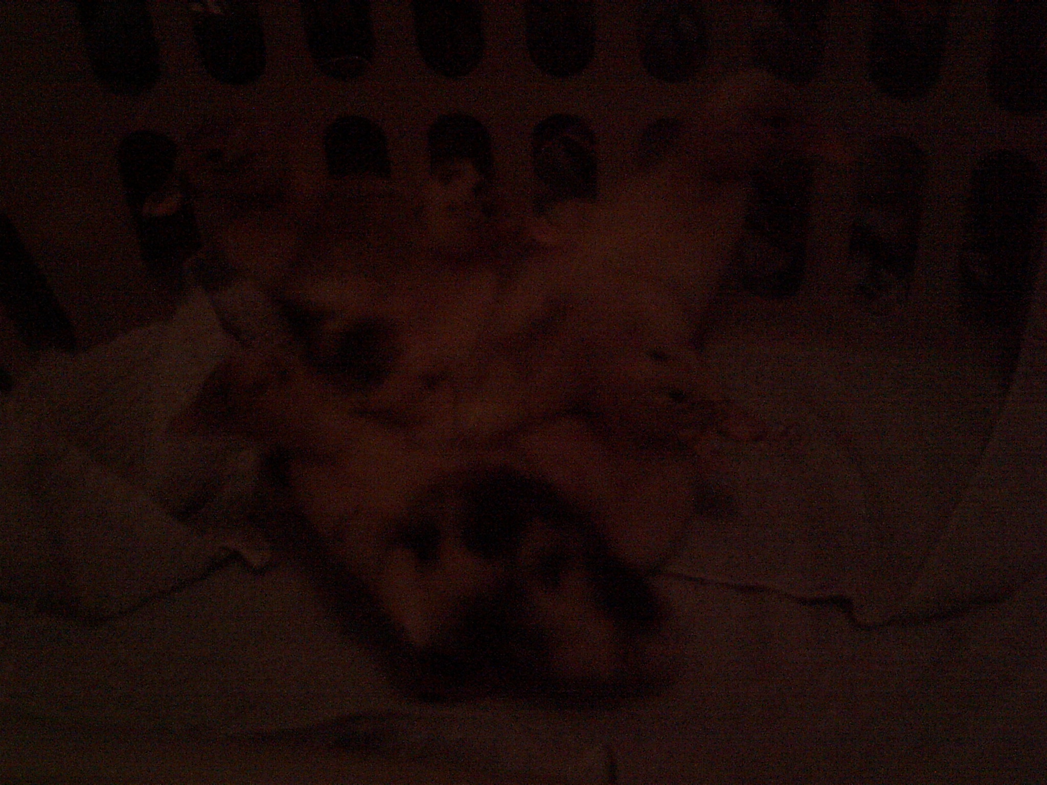 anacona ducklings 1 week old