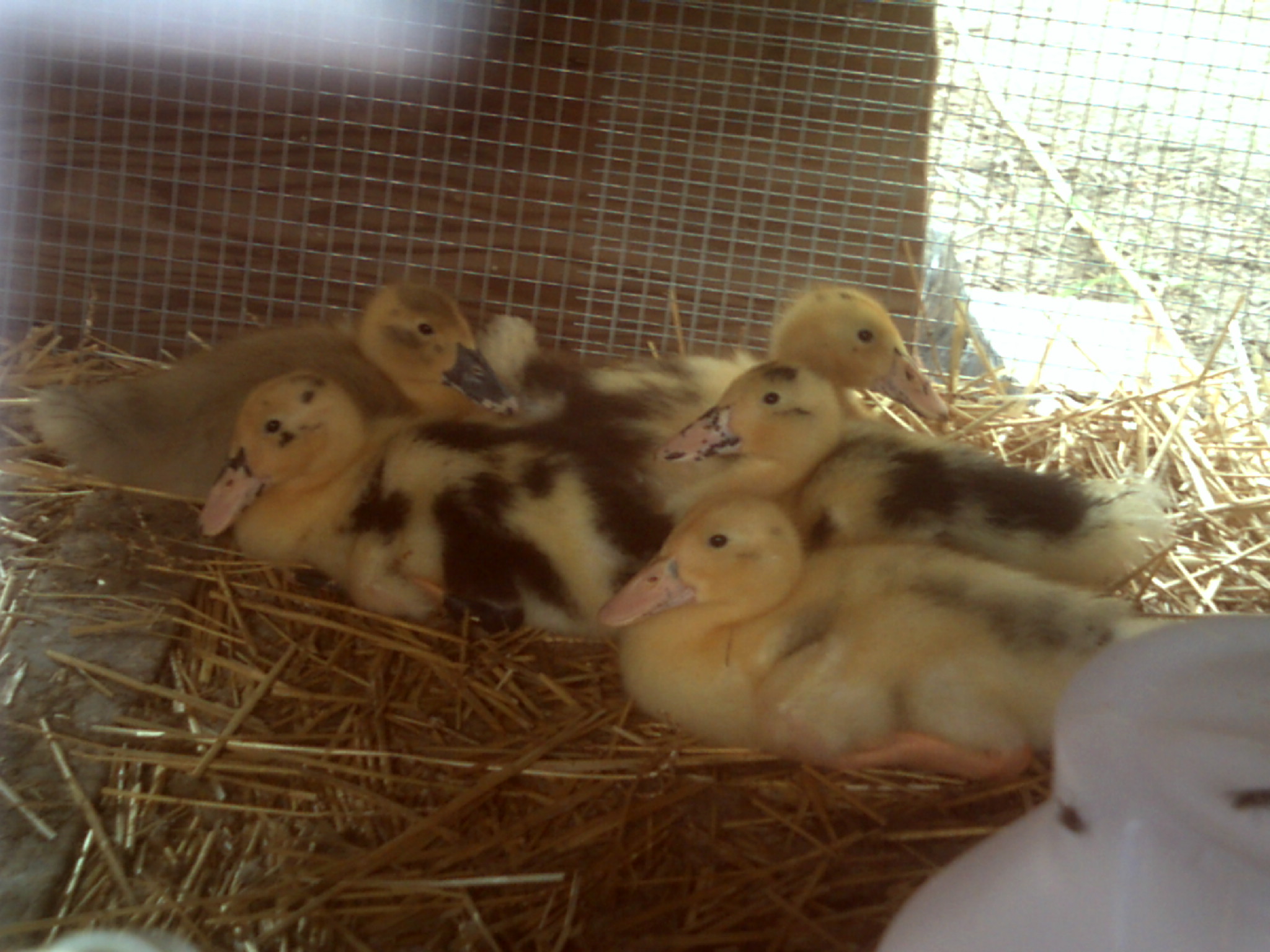 anacona ducklings out in their new brooder 2 weeks old