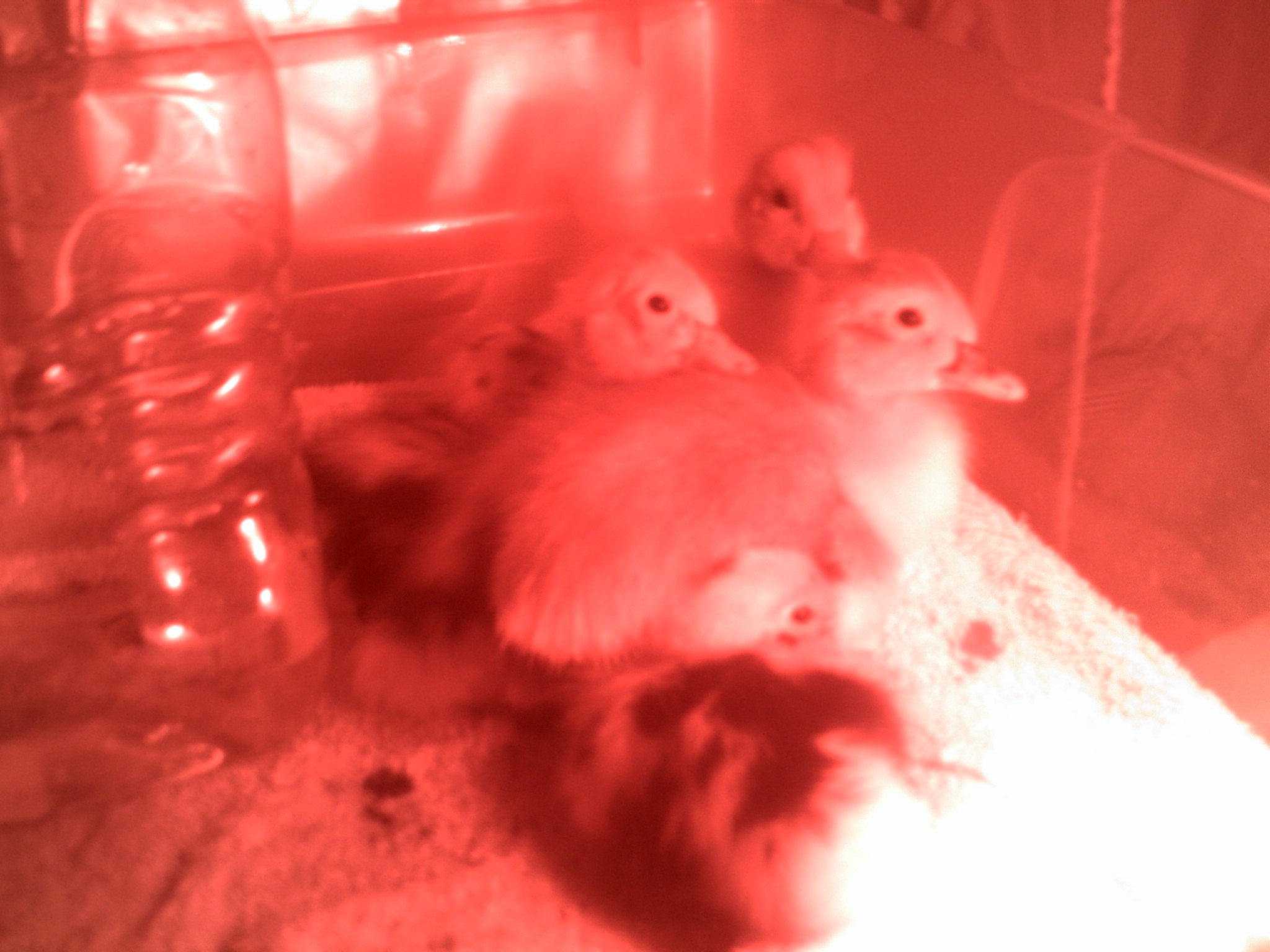 anacona ducklings