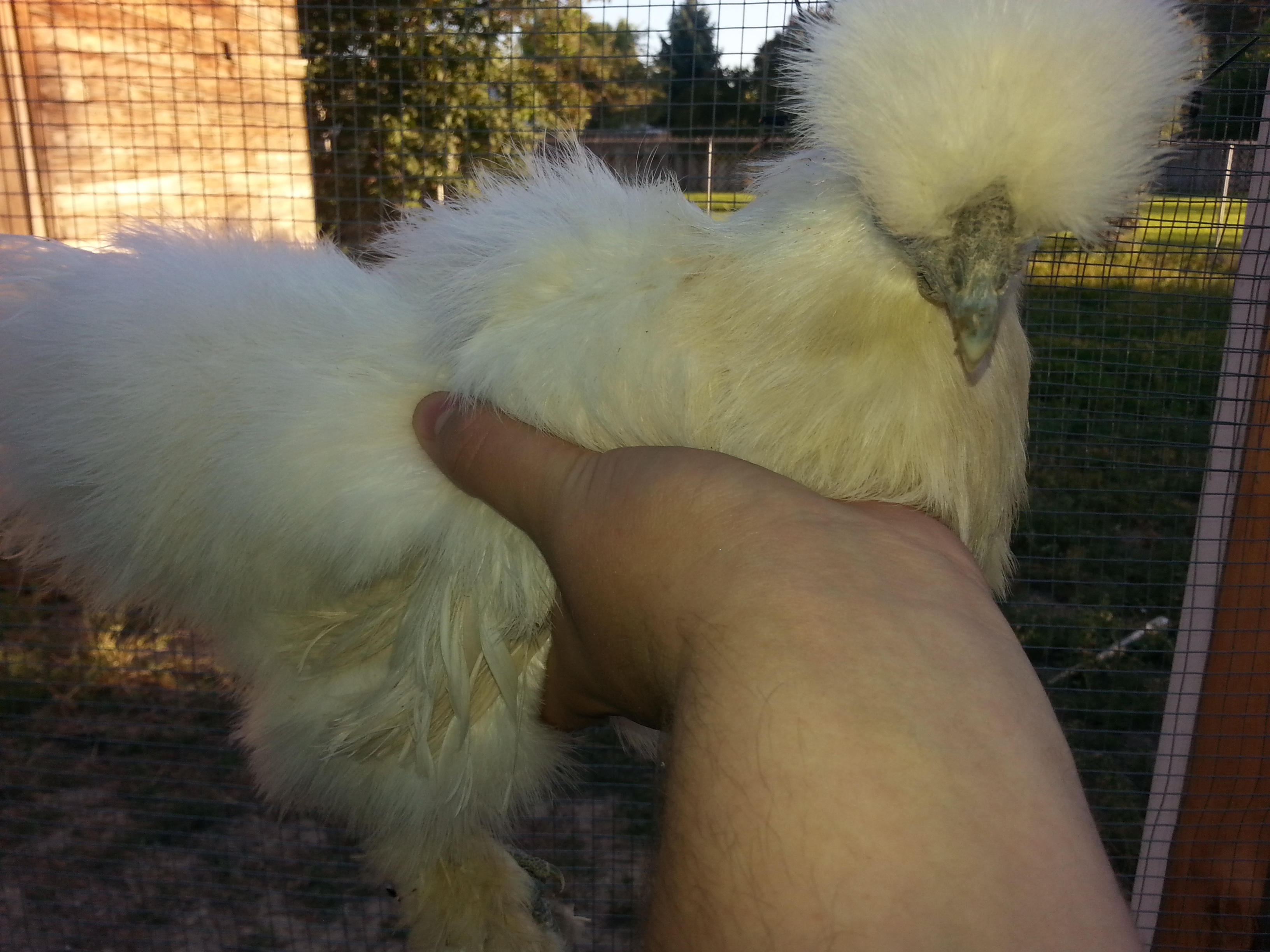 Anastasia white silkie