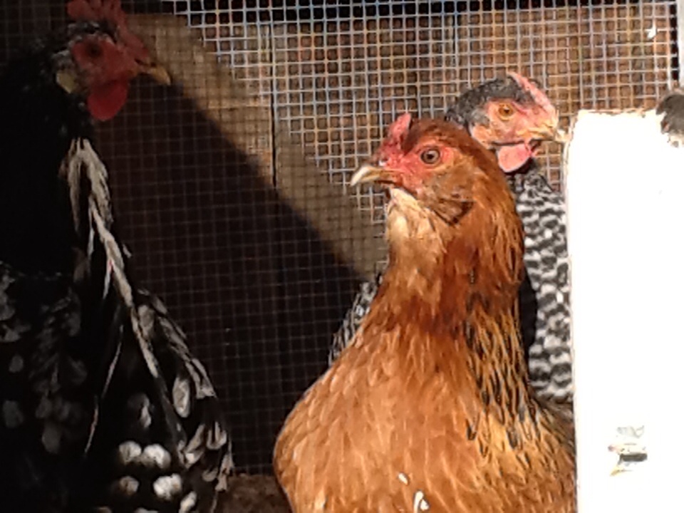 Ancona/ Americana/ Dominic Barred Rock crossbreed