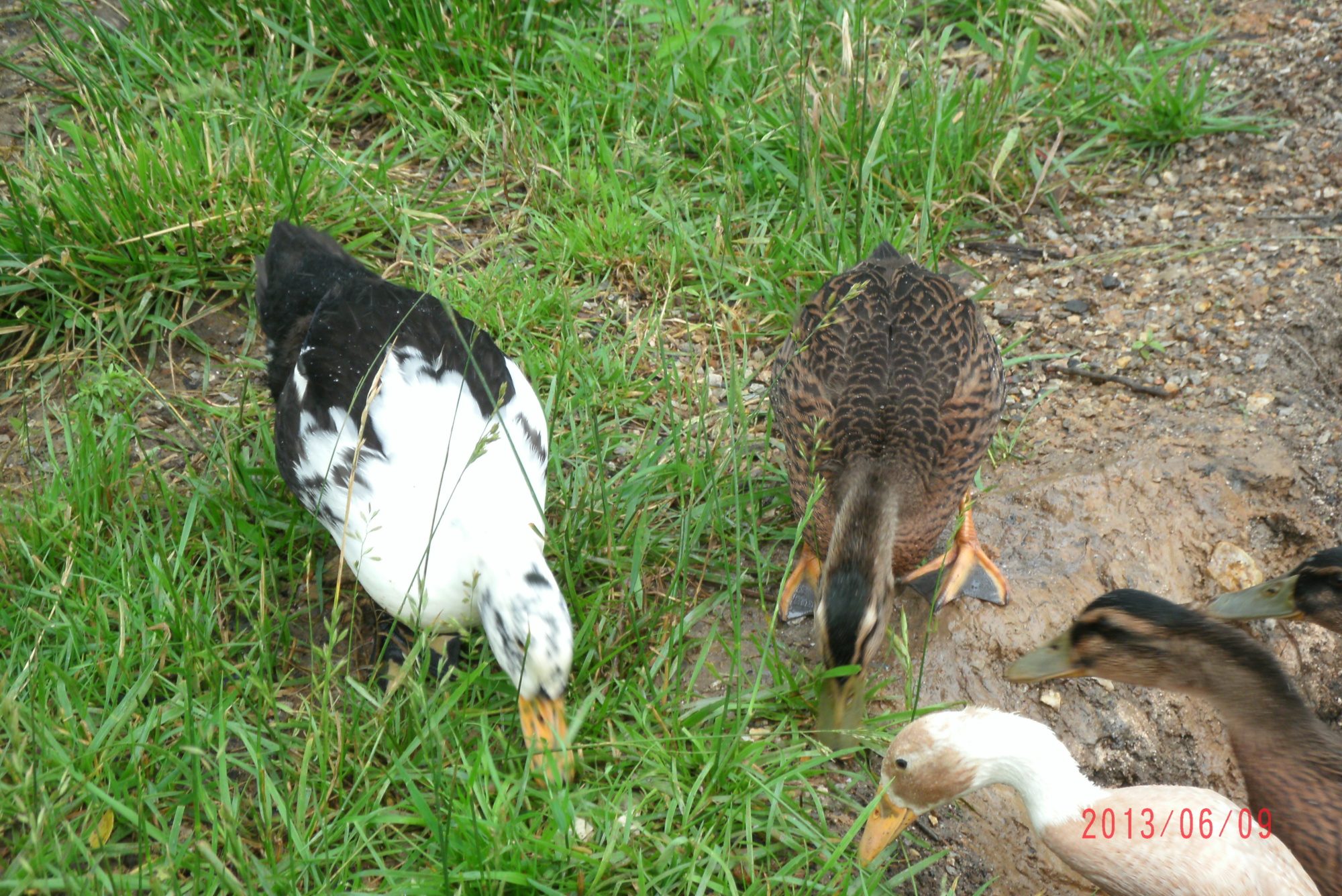 ancona and roughen (6weeks old)