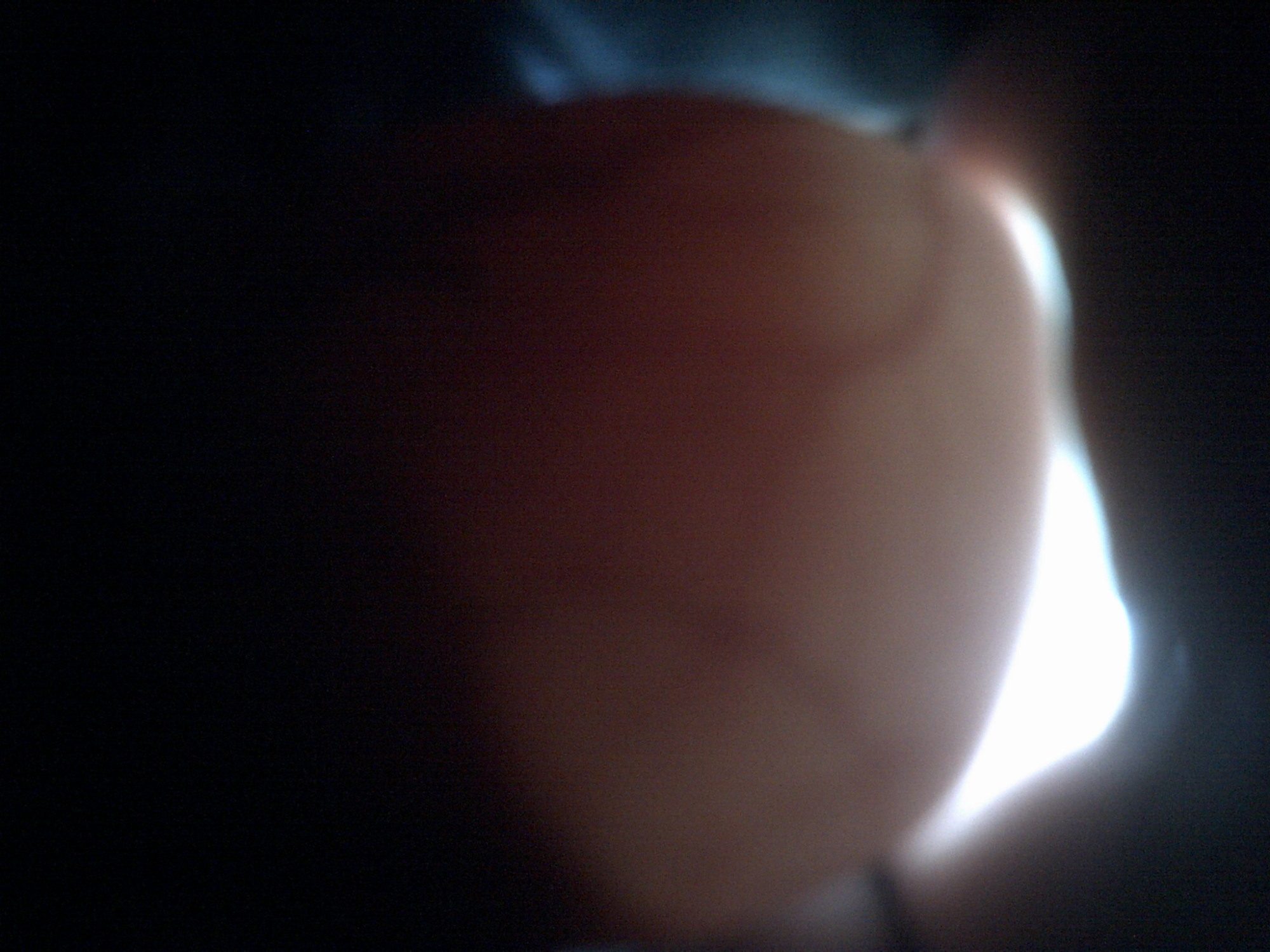 ancona duck egg#2 day 18