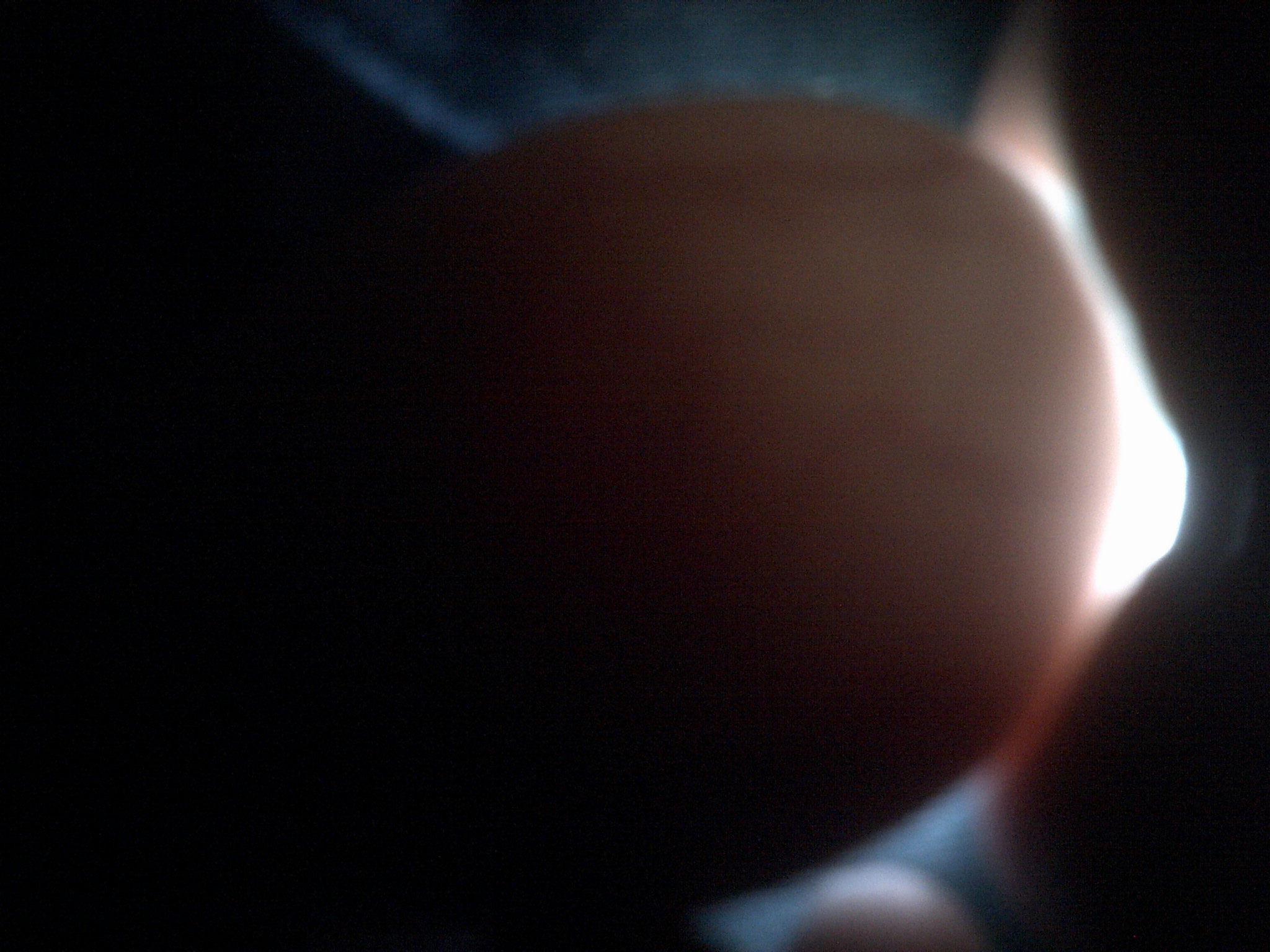 ancona duck egg#6 day 18