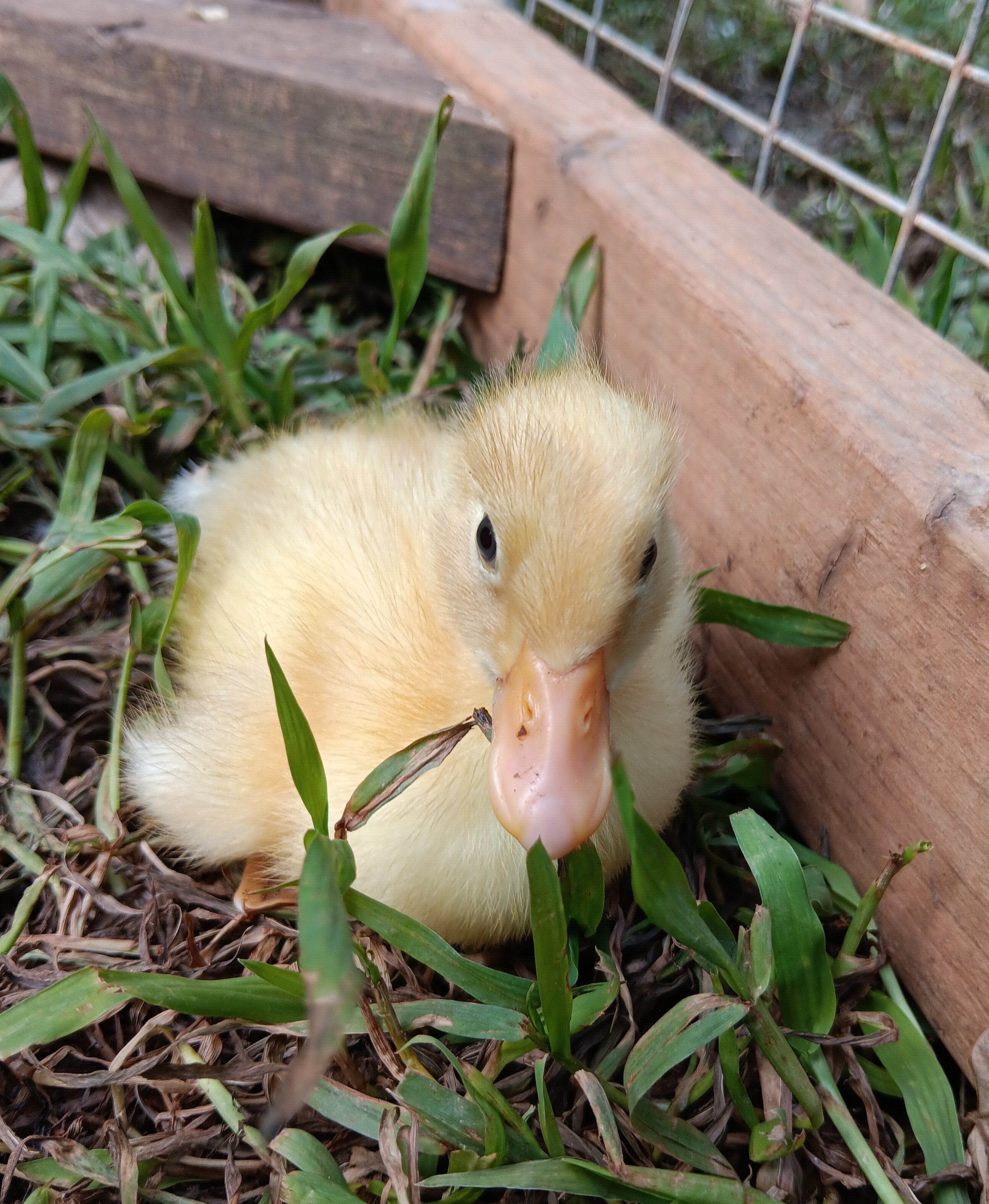 Ancona duckling