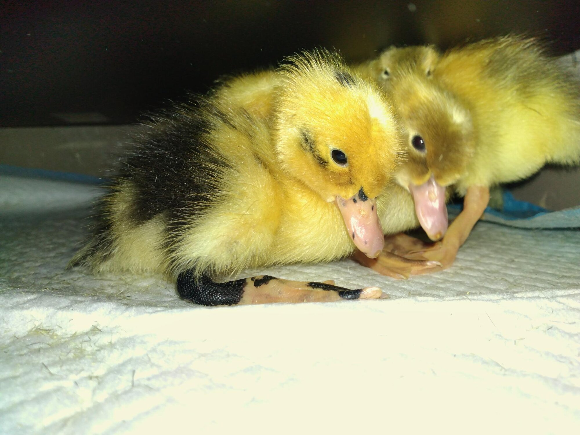 Ancona Ducklings