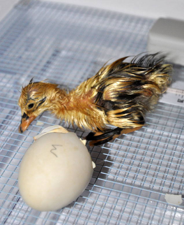 Ancona hatched in Hova Bator incubator
