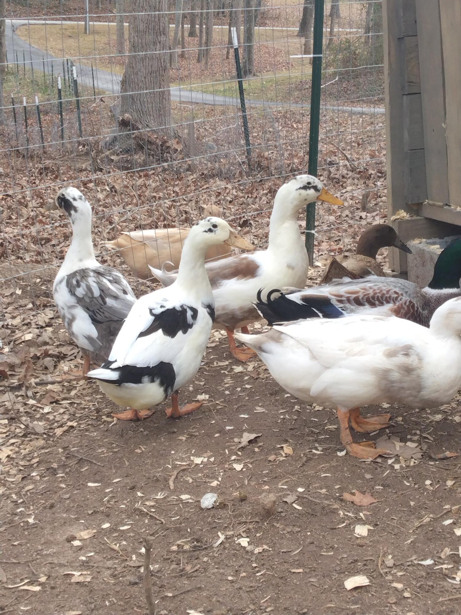 Anconas, S.Q., Buff, and Khaki