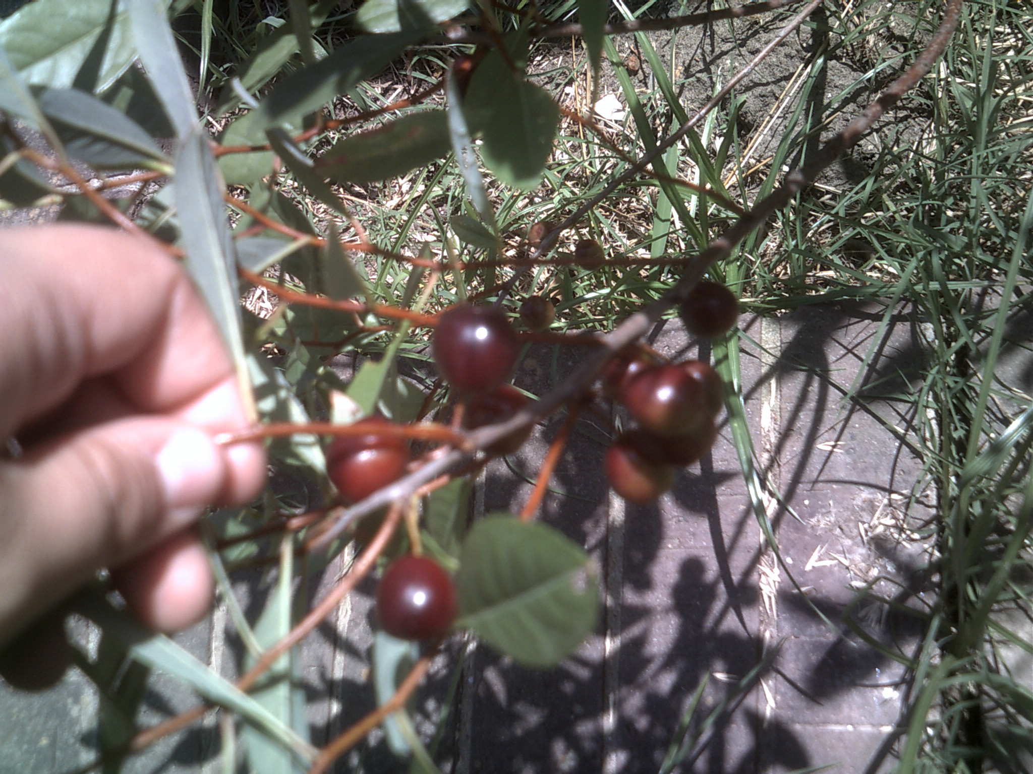 and a few of my dwarf cherry bushes have their first cherry's on them