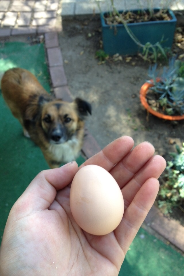 ...and a very curious puppy, lol.