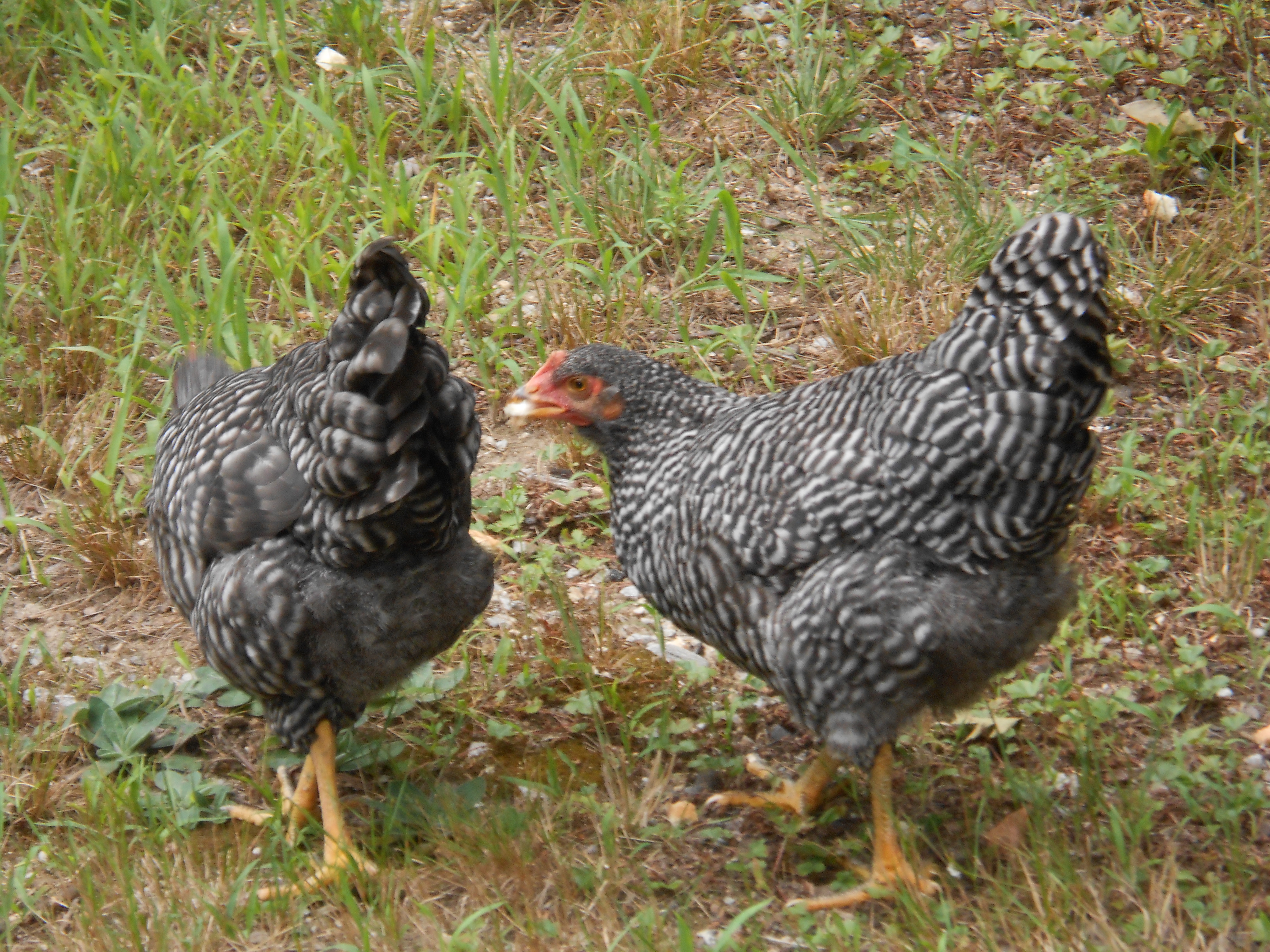 and even more of my girls