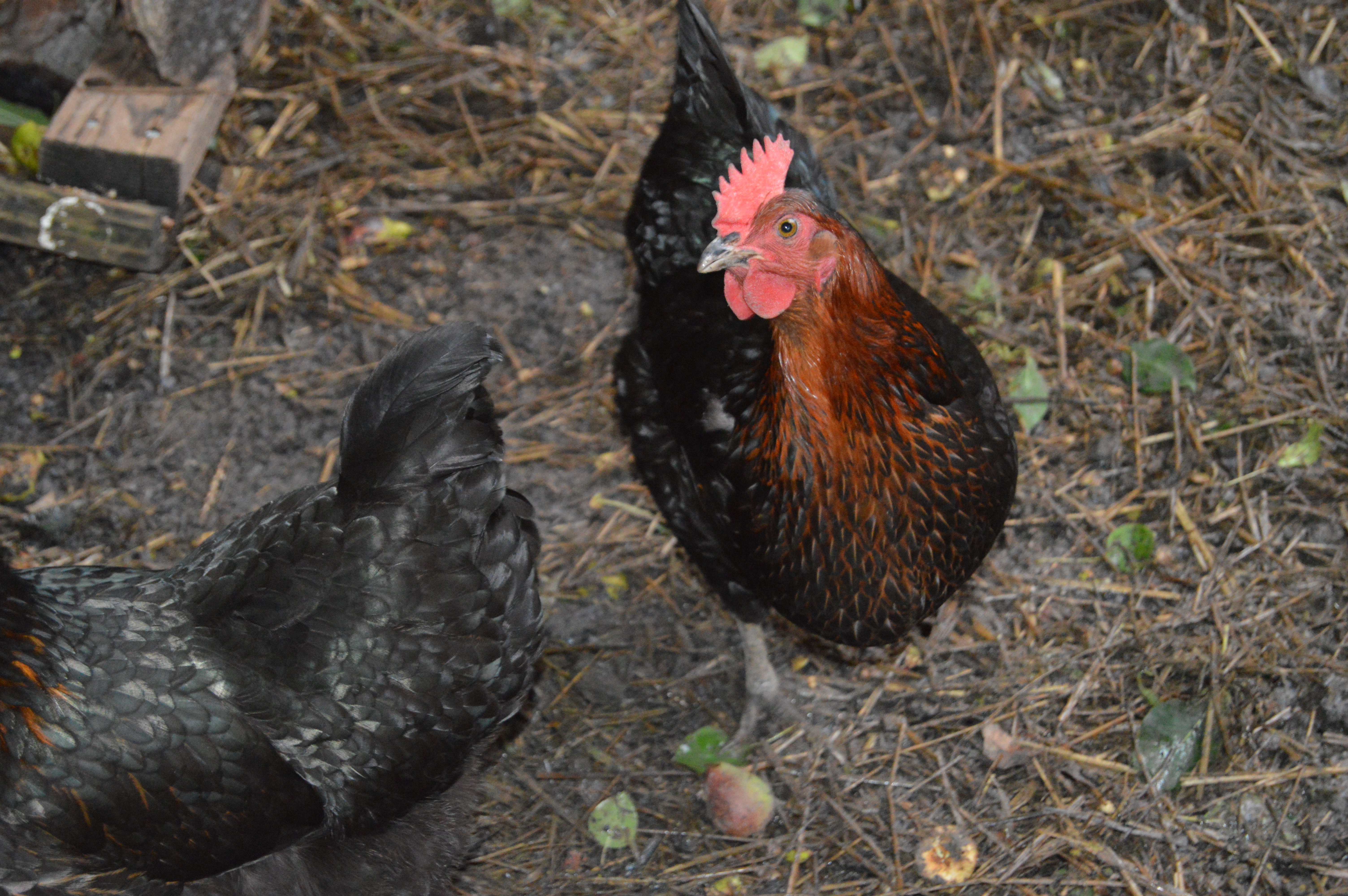 and Fiesty has the brown all around the head while Fluffy does not.