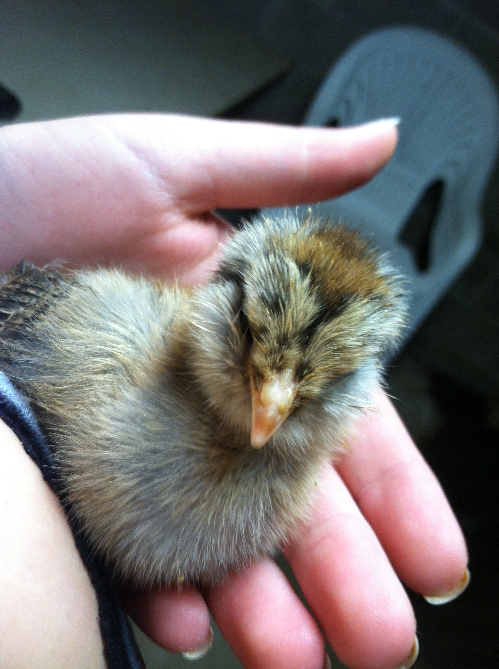 And finally, the littlest and craziest of them all, Eliza, the last Ameraucana/EE of my little flock! (so far!)