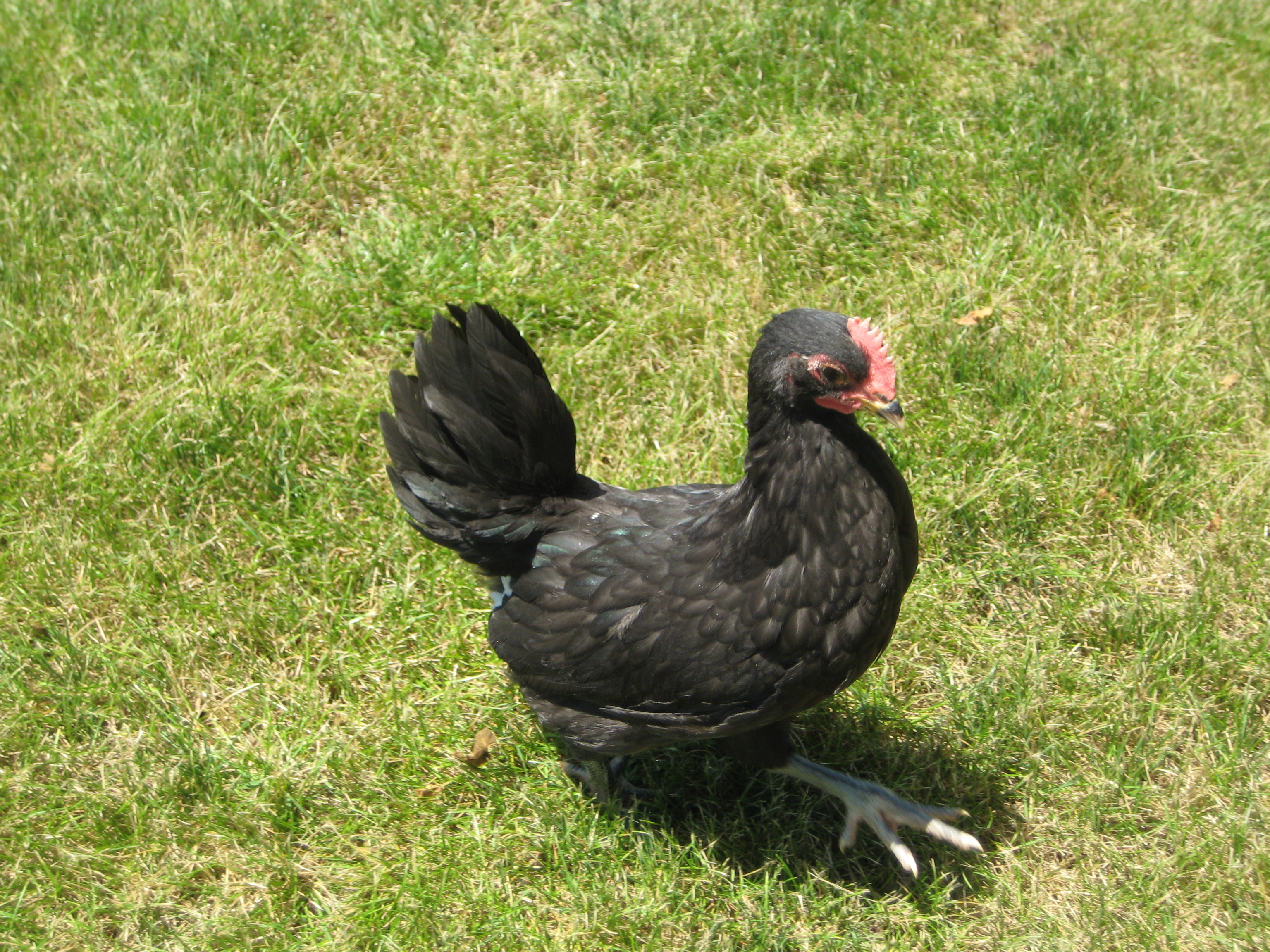and her walking around the yard