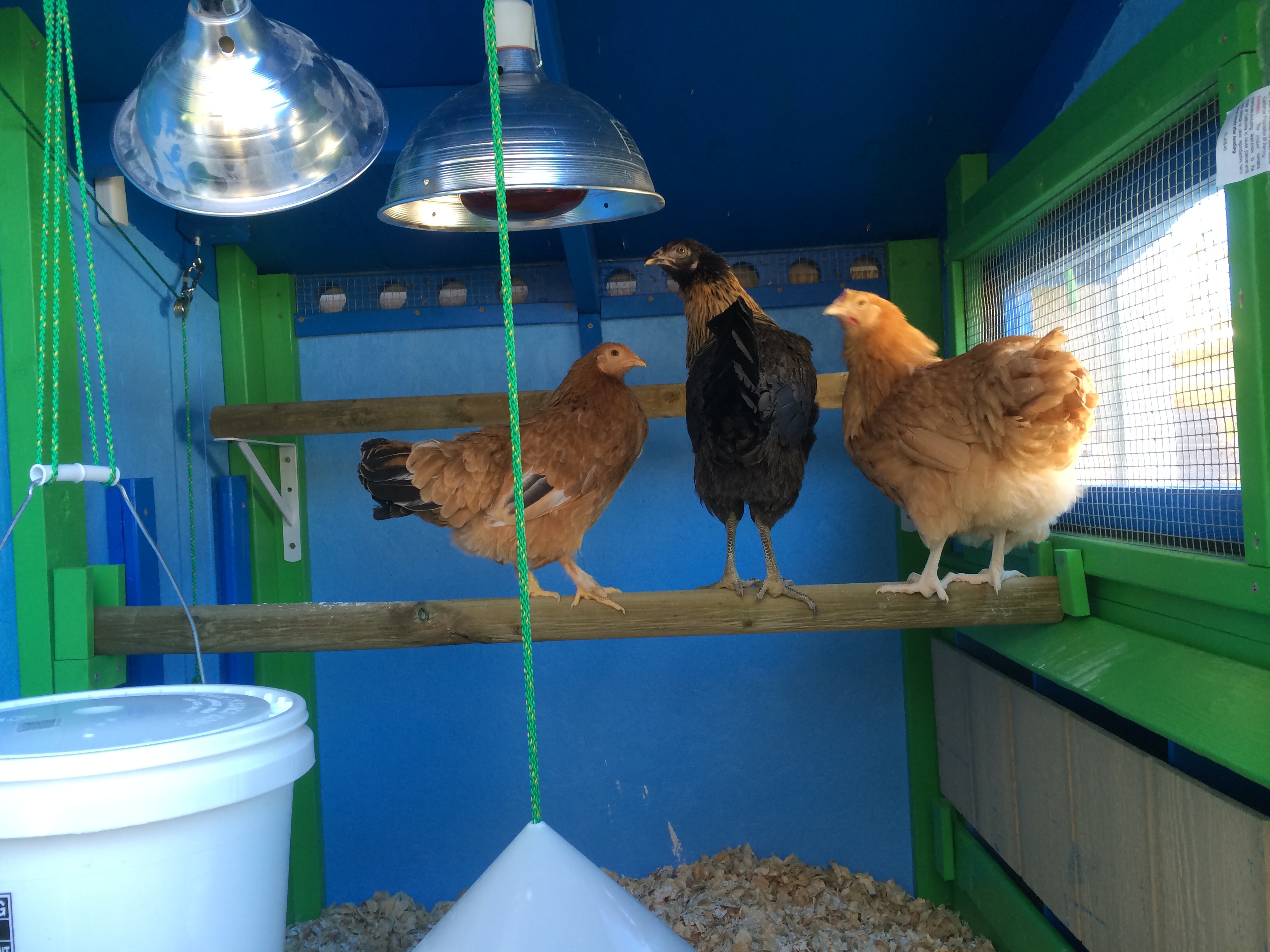 And here are the ladies! Goldie (bantam we adopted), Ravencaw & Atty ( Attila the Hen!)