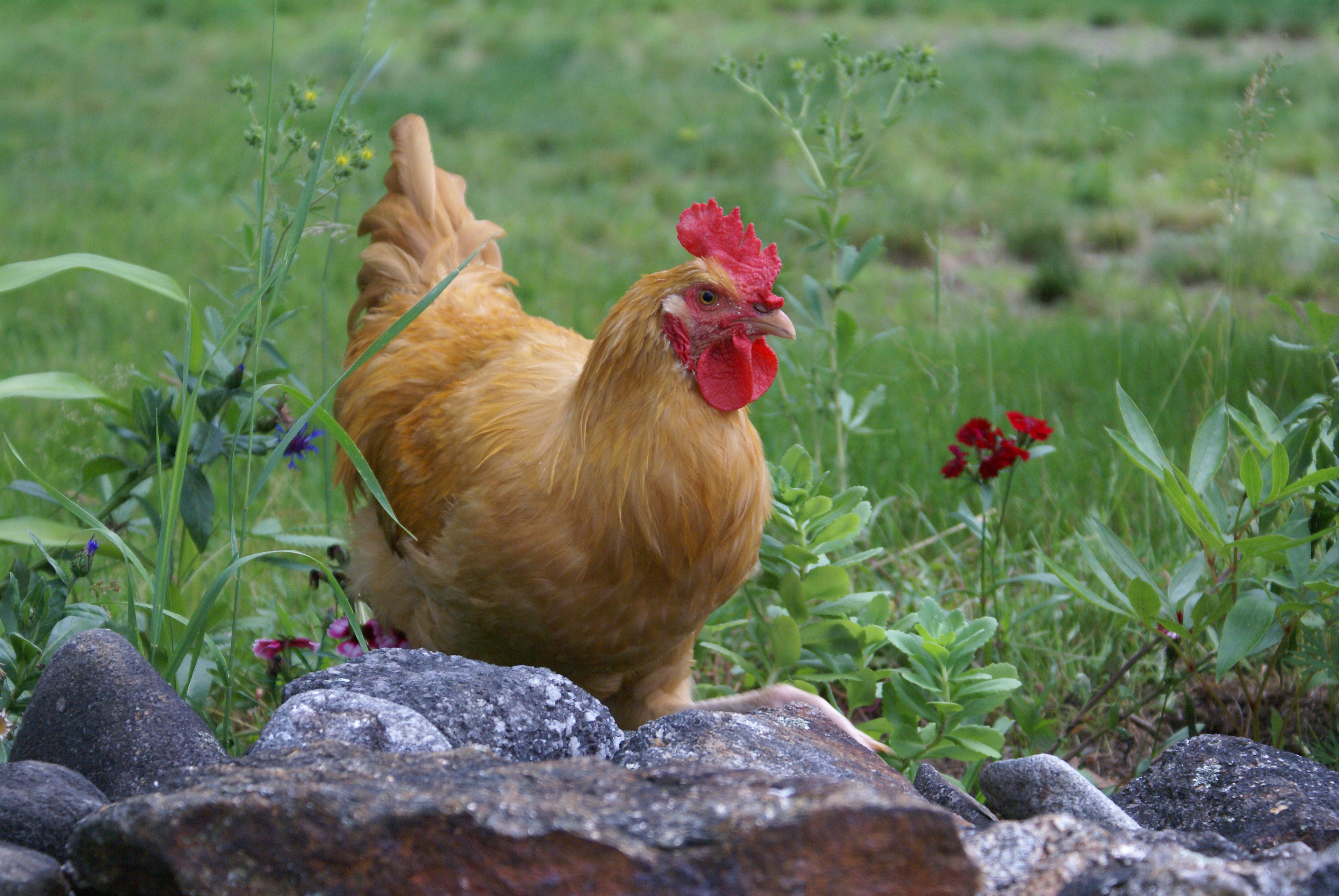 And here I am camouflaged in the flowers