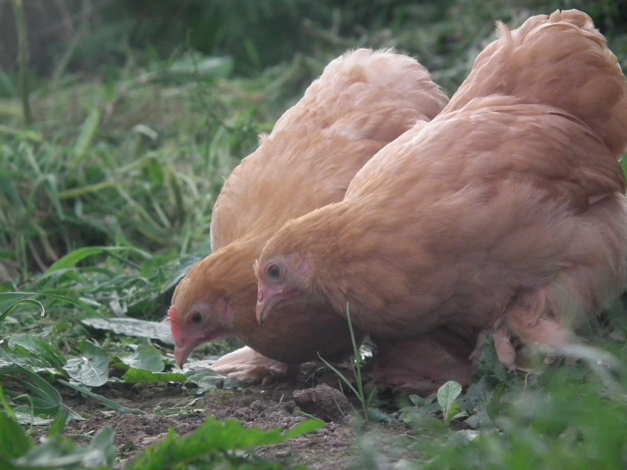 and here is Ginger and Biscuit looking for some seeds haha