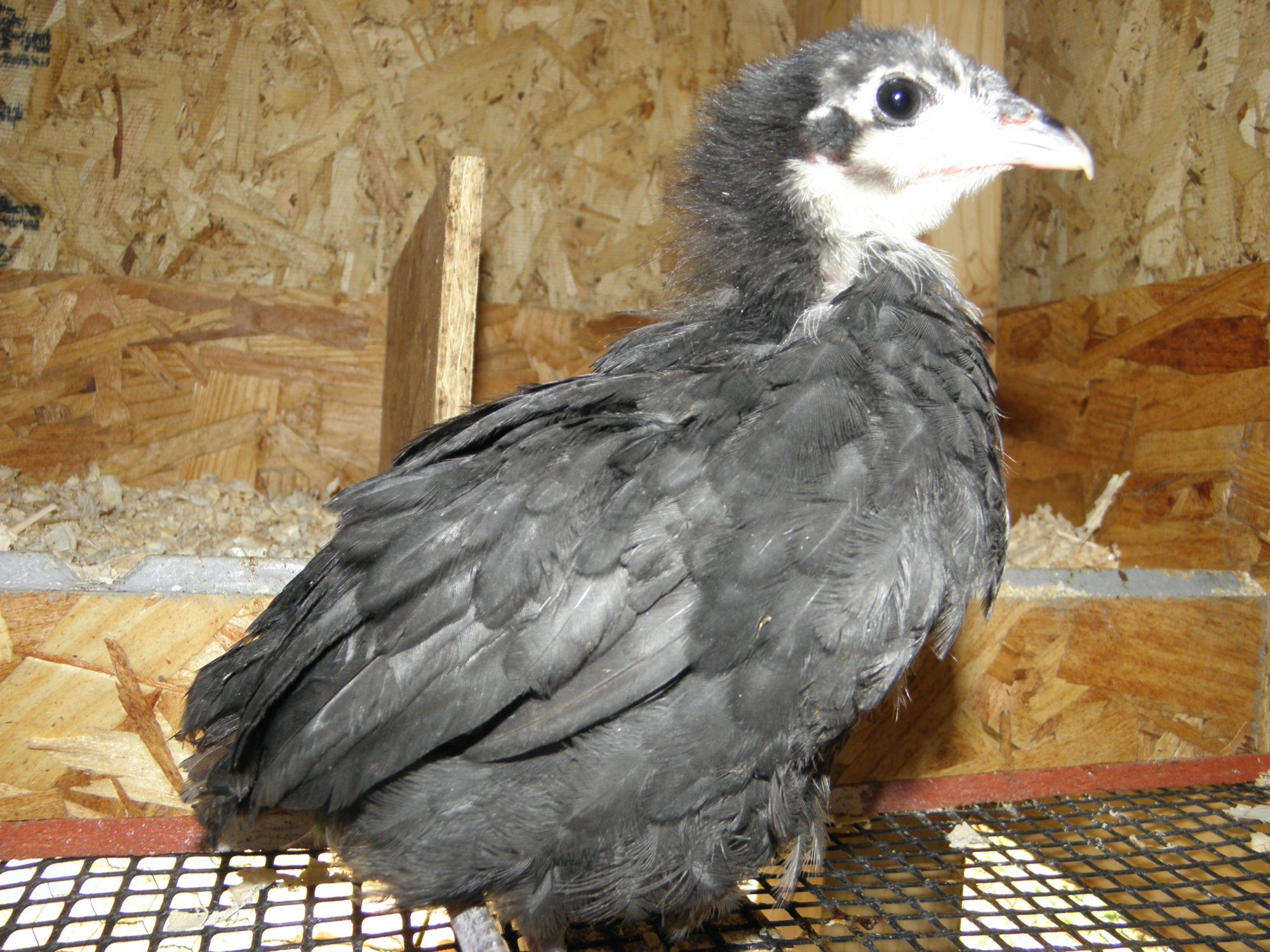 And here is little Shelia she is my Black Australorp hence the name for our Aussie friends.  She is a little sweetheart, likes to be held, is very quiet and gentle. Shelia was also born April 30, 2012