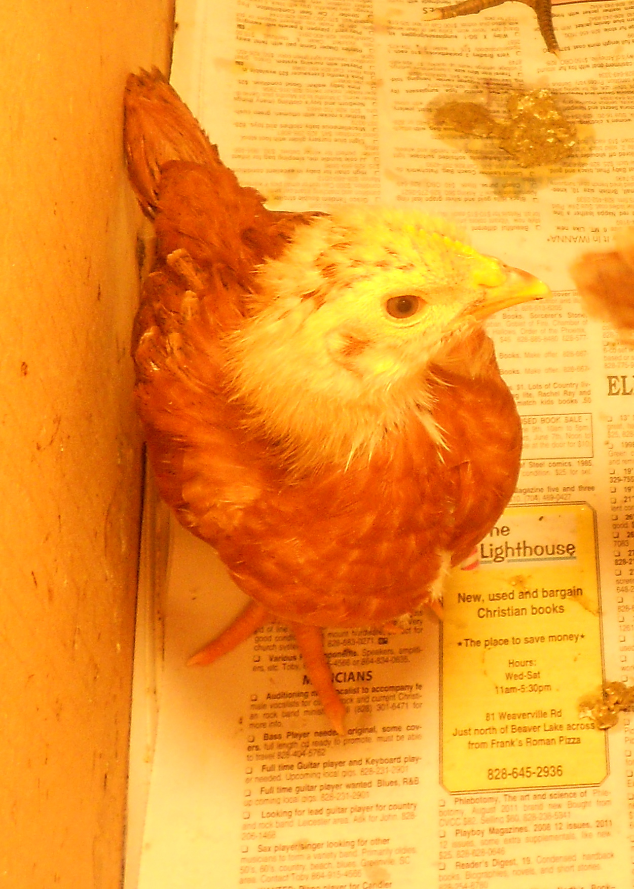 and here is our first RIR / Golden Comet cross!