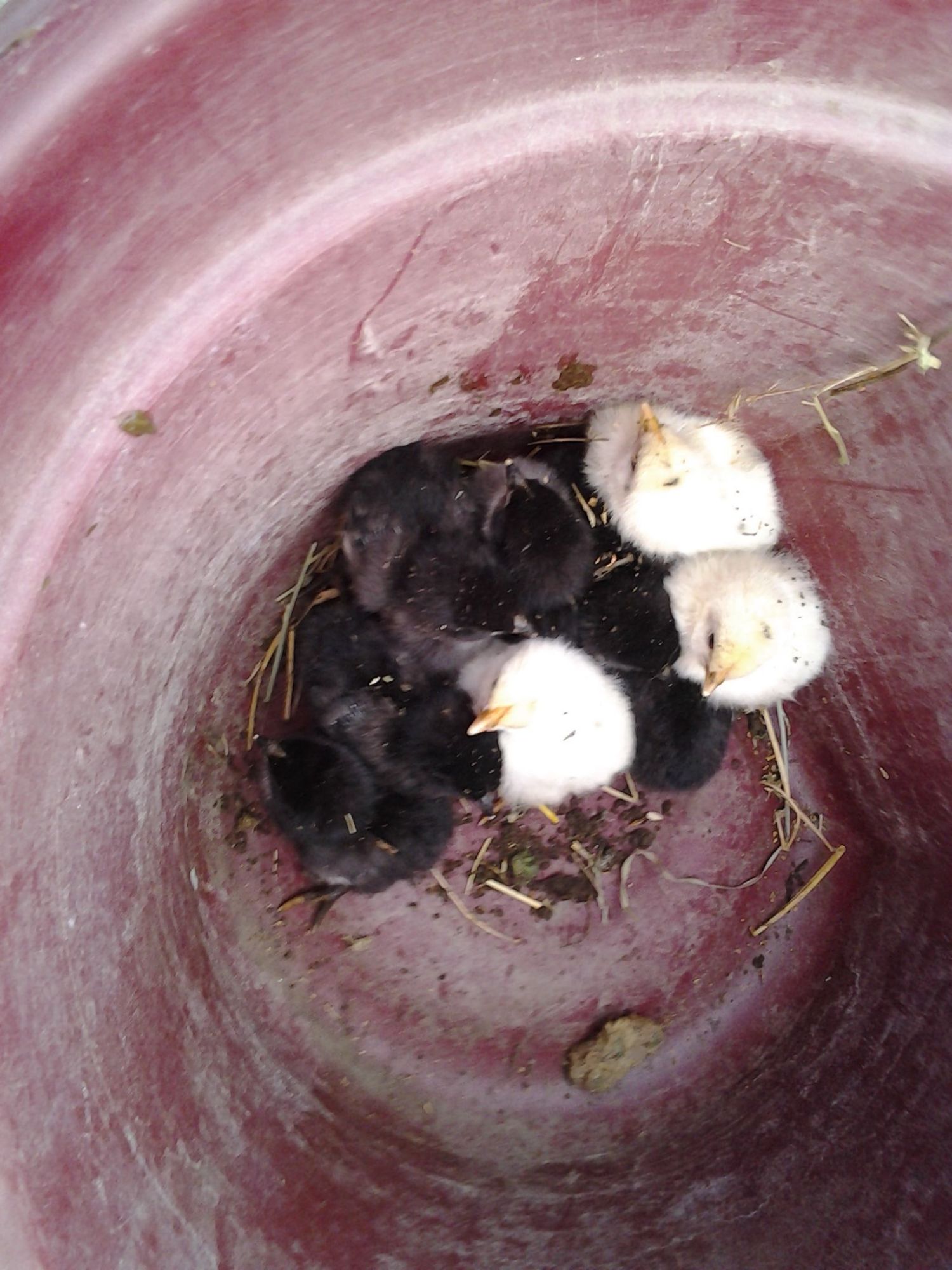and here is the last baby batch born late November. These were also found in the neighbors hay barn. Moe decided that was a better spot...lol