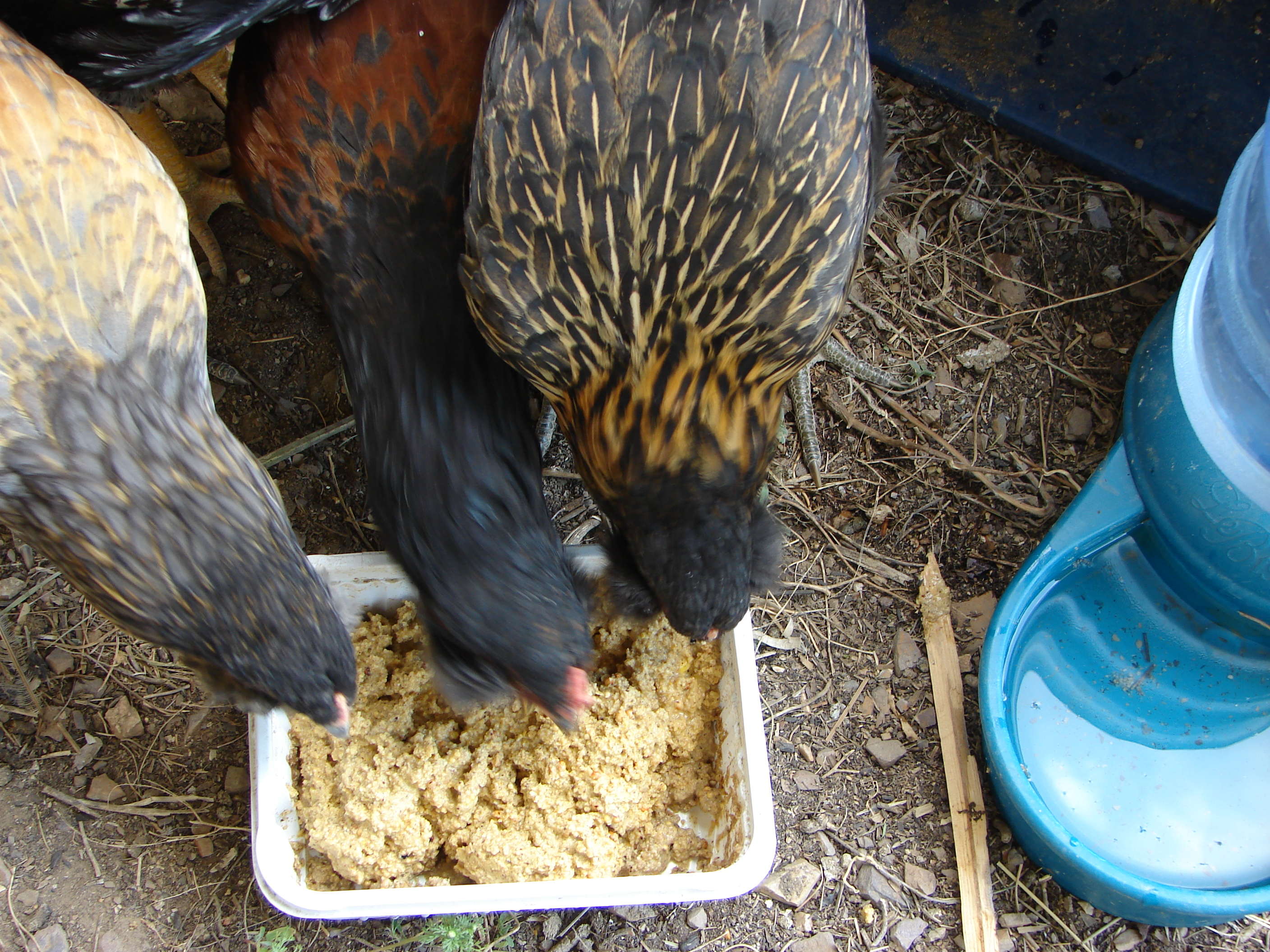 And here three of the chickens are enjoying the food.