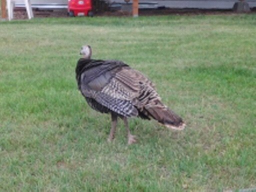 and just for giggles, here is a wild female turkey that showed up at our house last summer before we got our hens. We had Whiski at the time and she hung out with him. She left a few weeks later. always showed up when we had our radio playing and were outside. I miss her