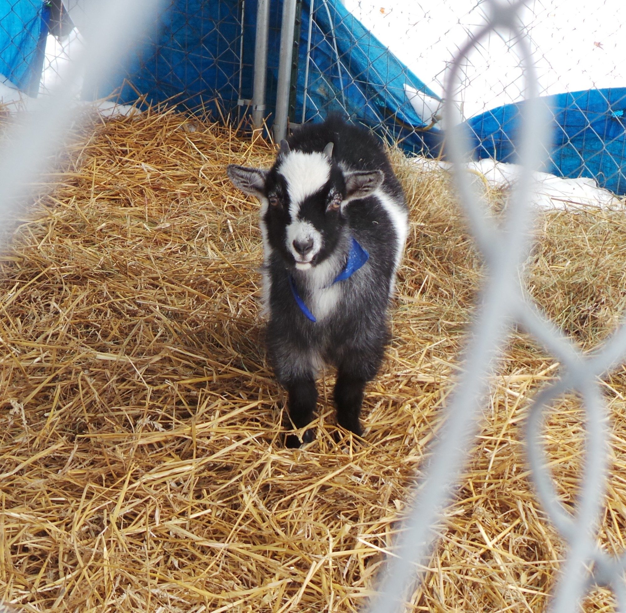 And meet Miss Dolly she is rotten.Likes are: head butting,chaseing the other babies,and eating.