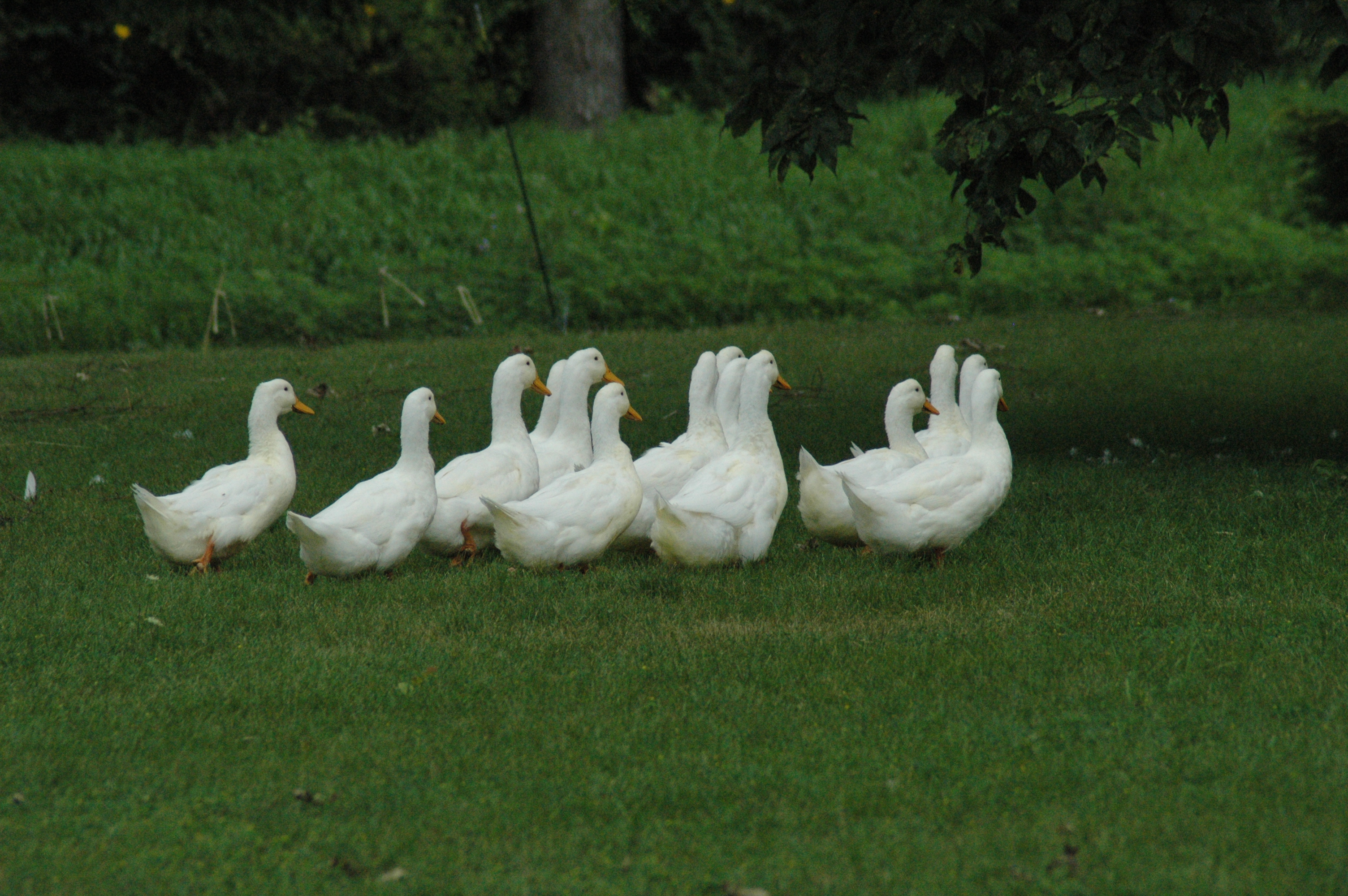 and more ducks