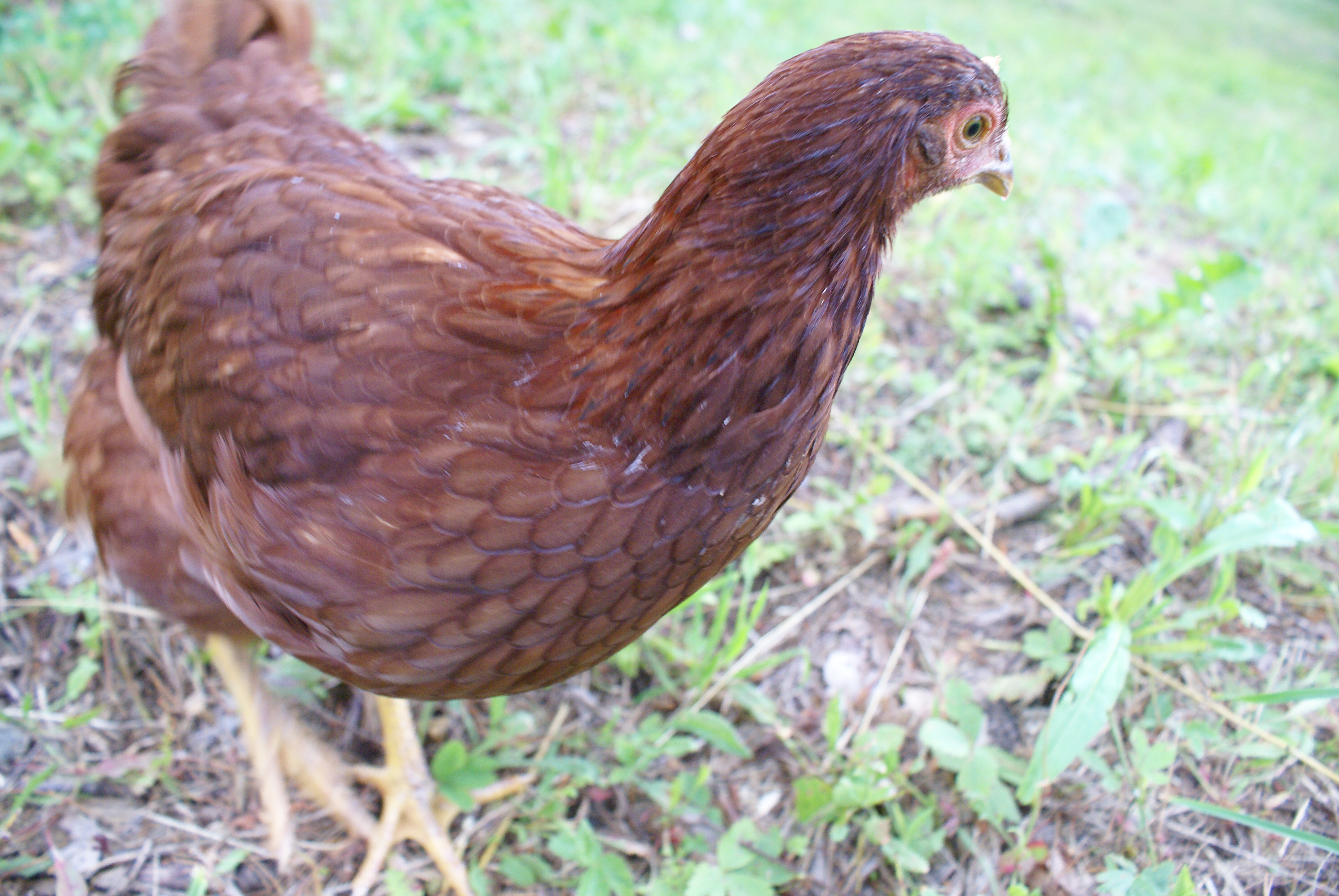 And my girl fourpence